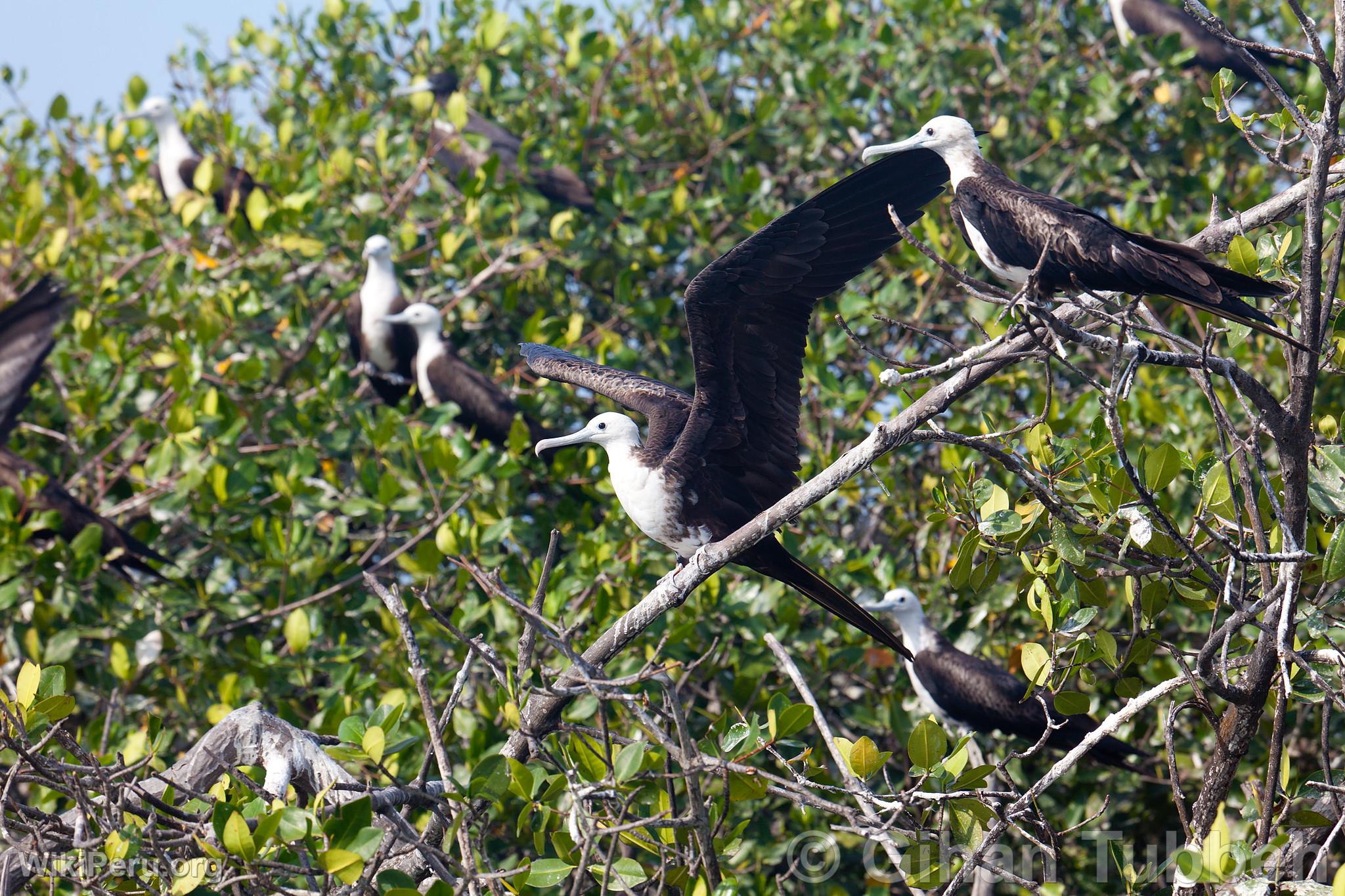 Frgate dans les mangroves de Tumbes