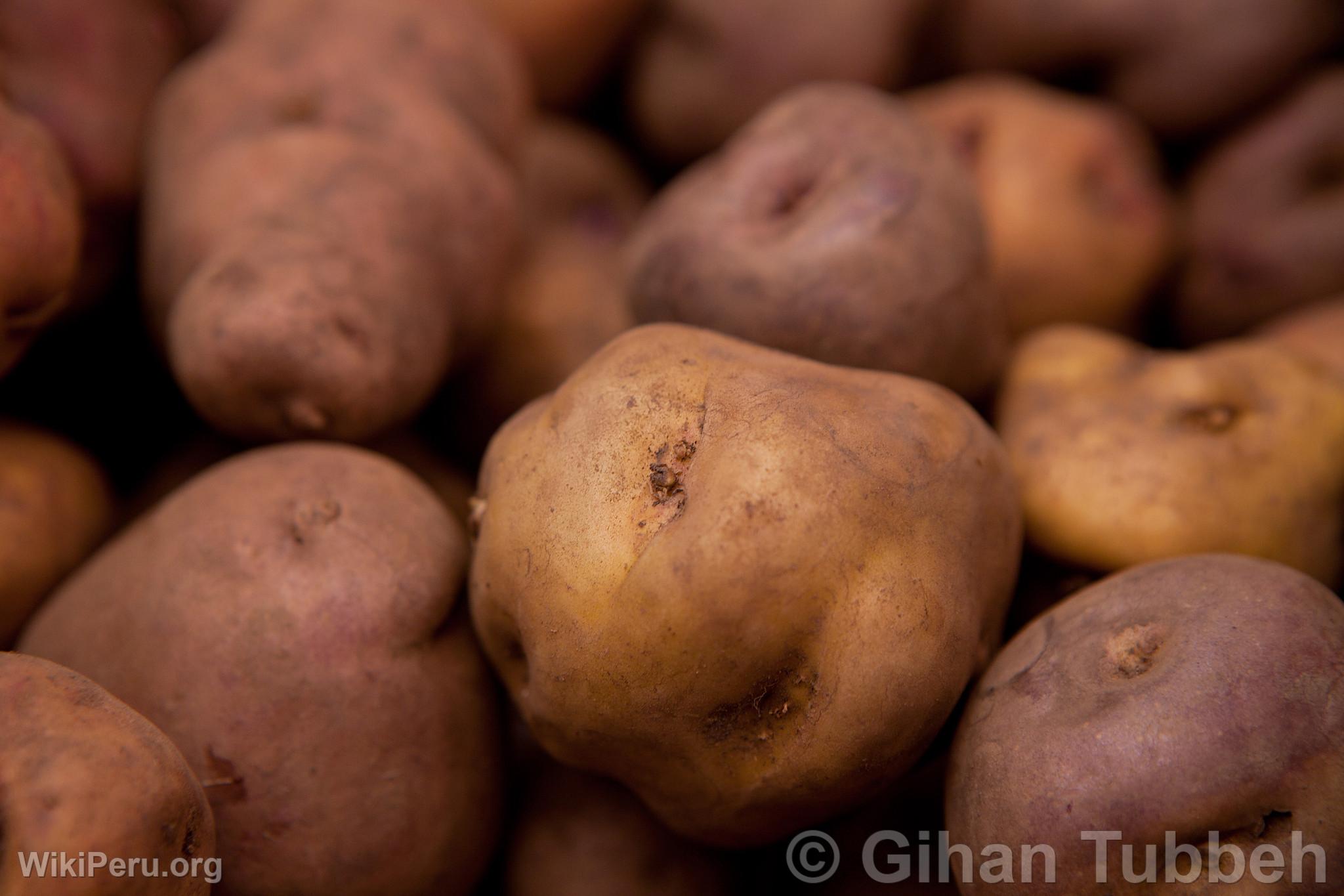 Pomme de terre jaune