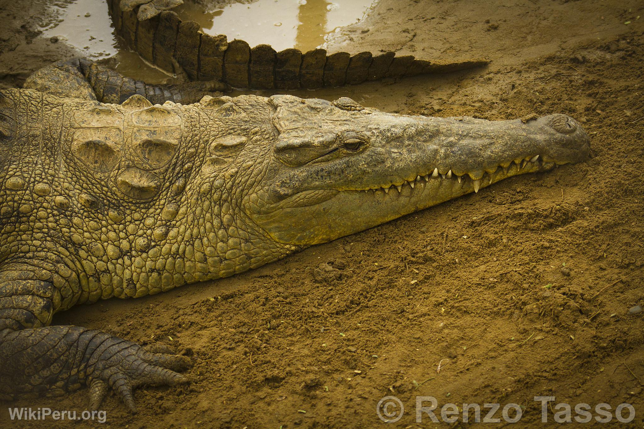 Crocodile de Tumbes