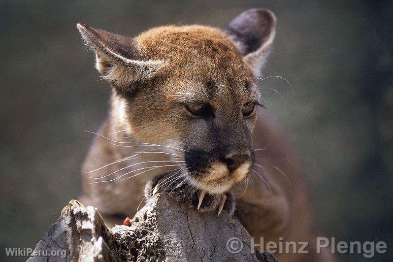 Puma dans le Parc National d'Amotape