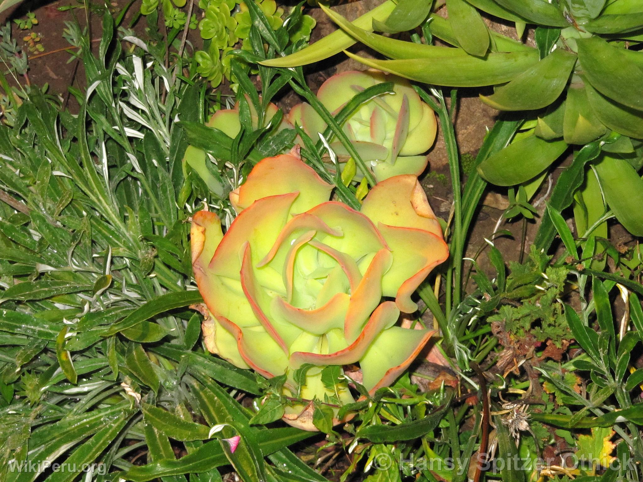 Flor de cactus, Pisac