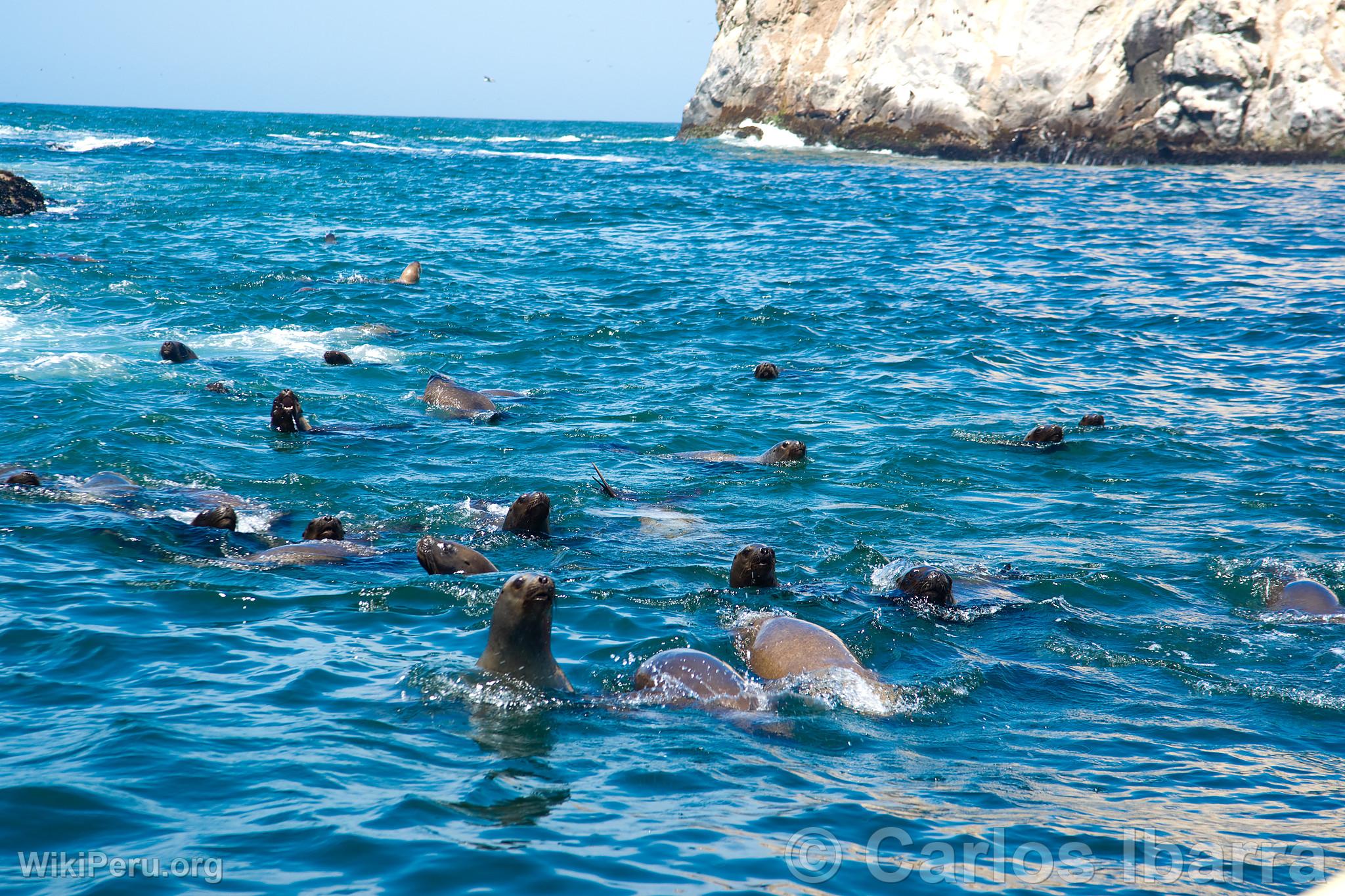 Loups marins aux les Palomino, Callao