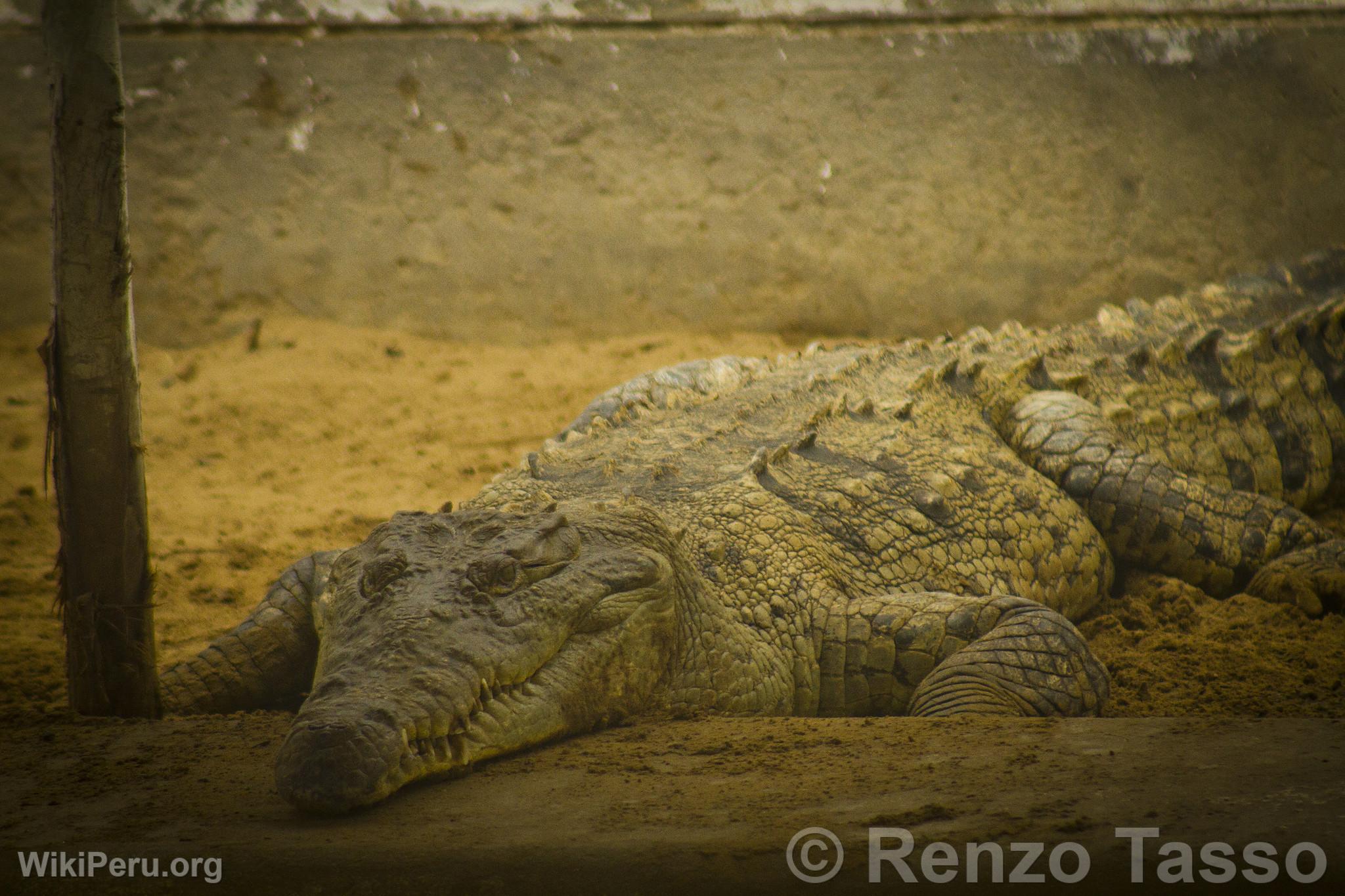 Crocodile de Tumbes