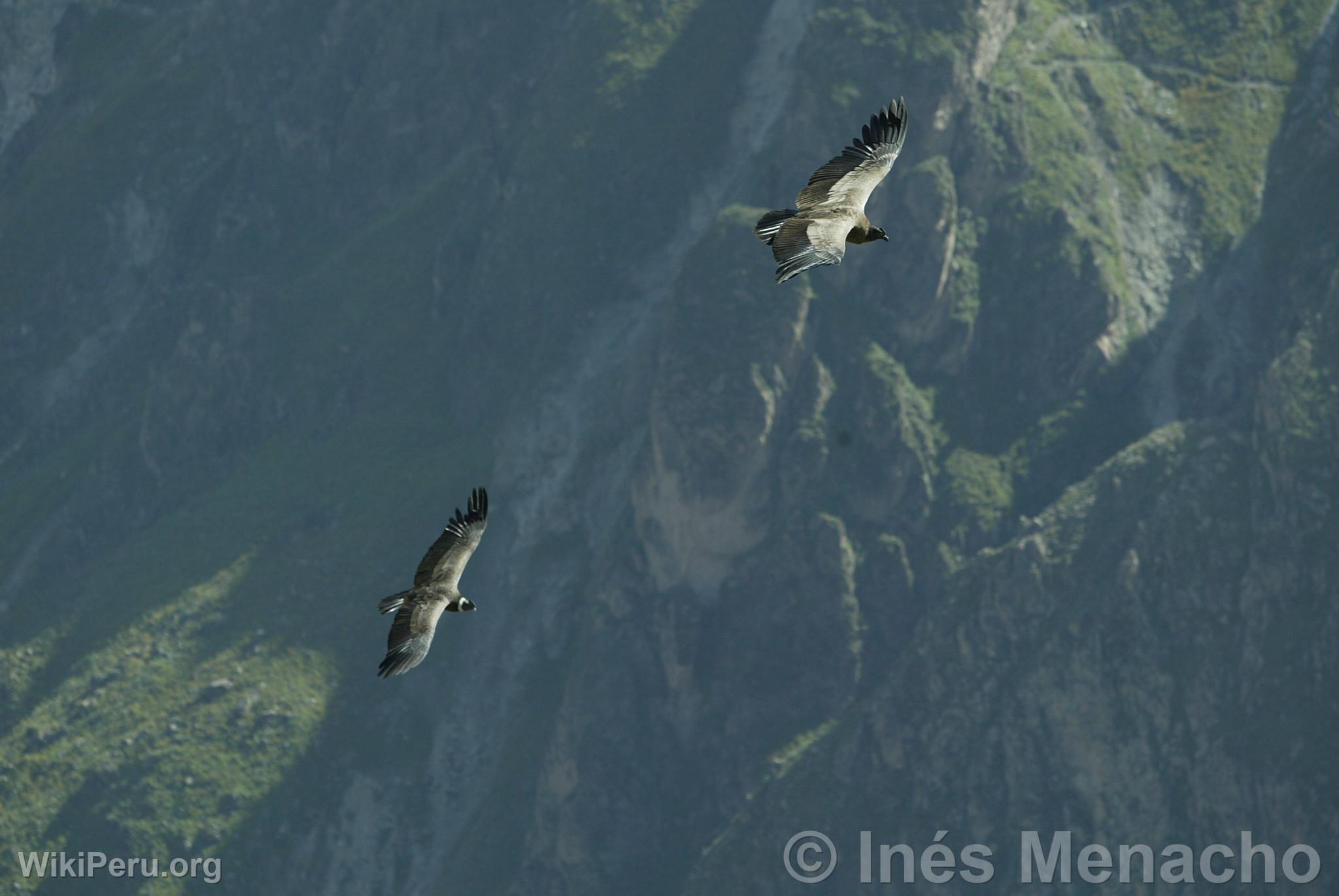 Condors dans le Canyon du Colca