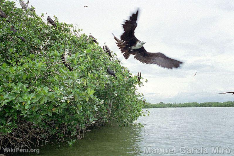 Mangroves et un oiseau qui prend  peine son envol