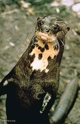 Loutre gante de rivire, Manu