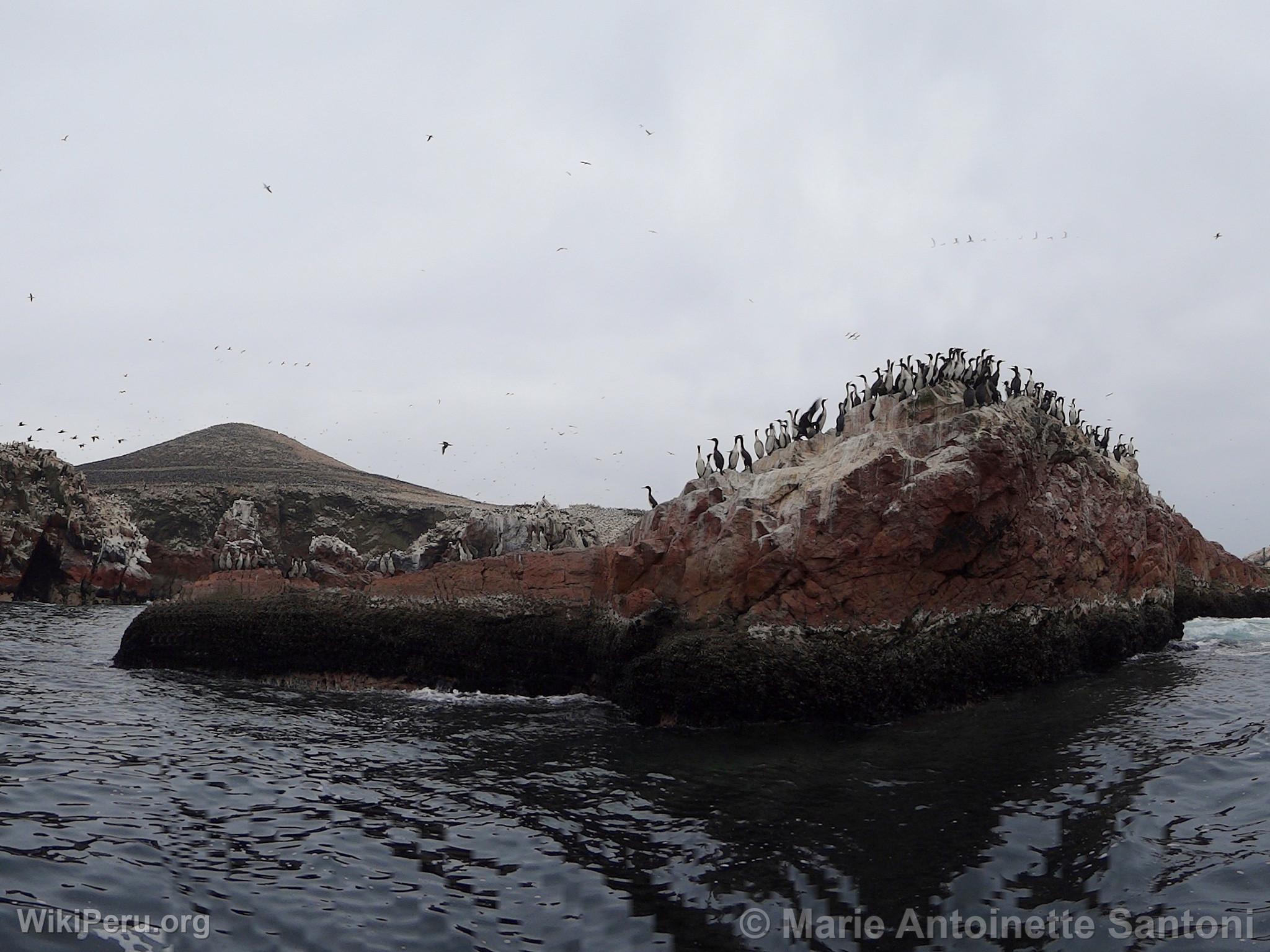 Iles Ballestas, Paracas