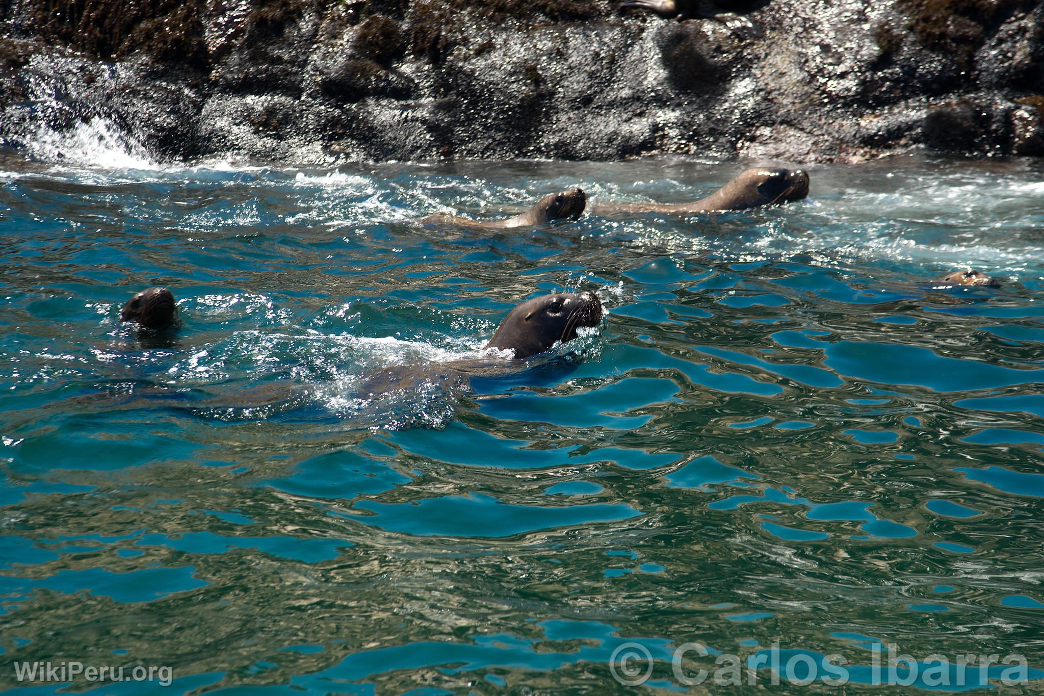 Loups marins aux les Palomino, Callao