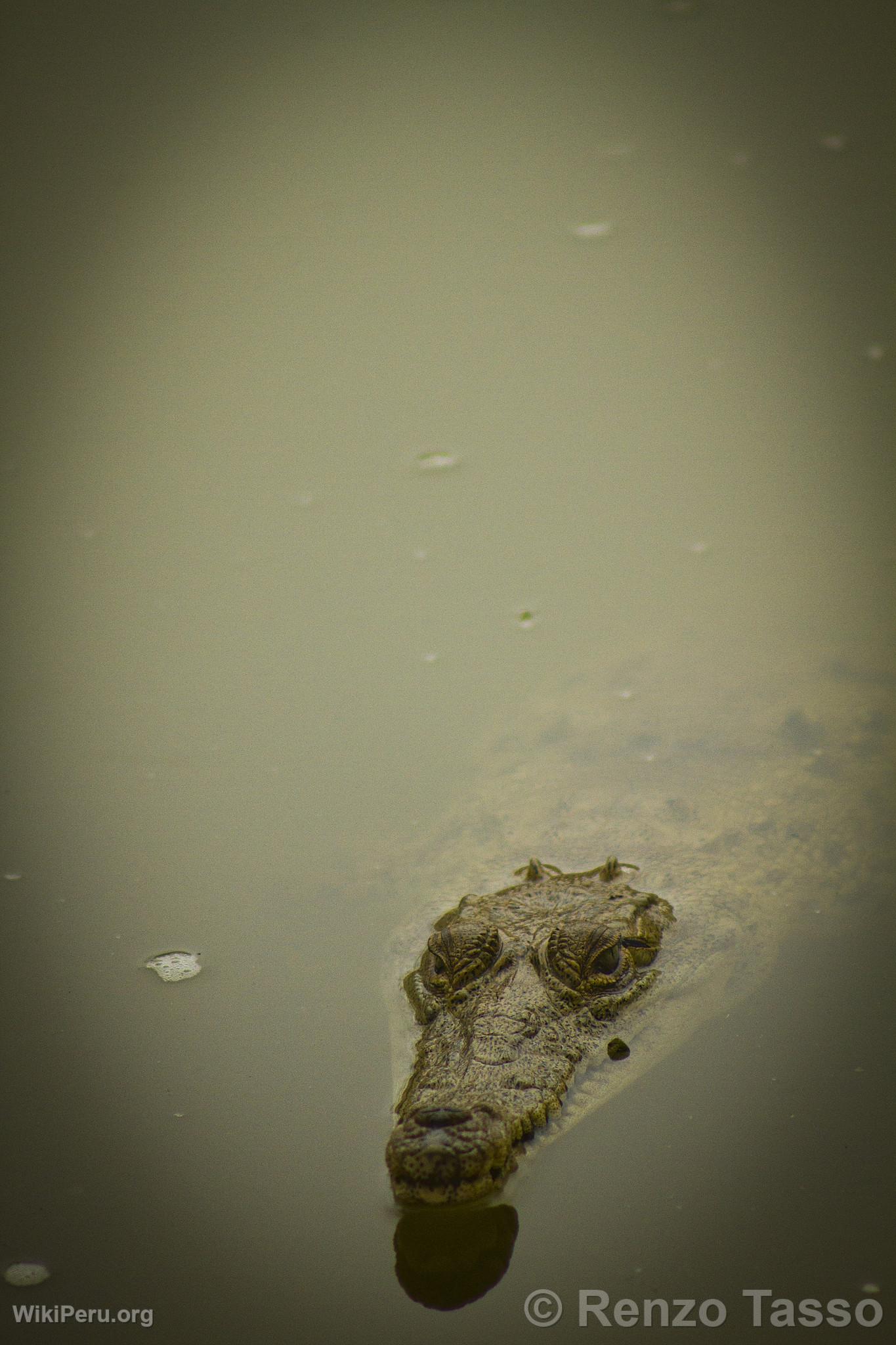 Crocodile de Tumbes