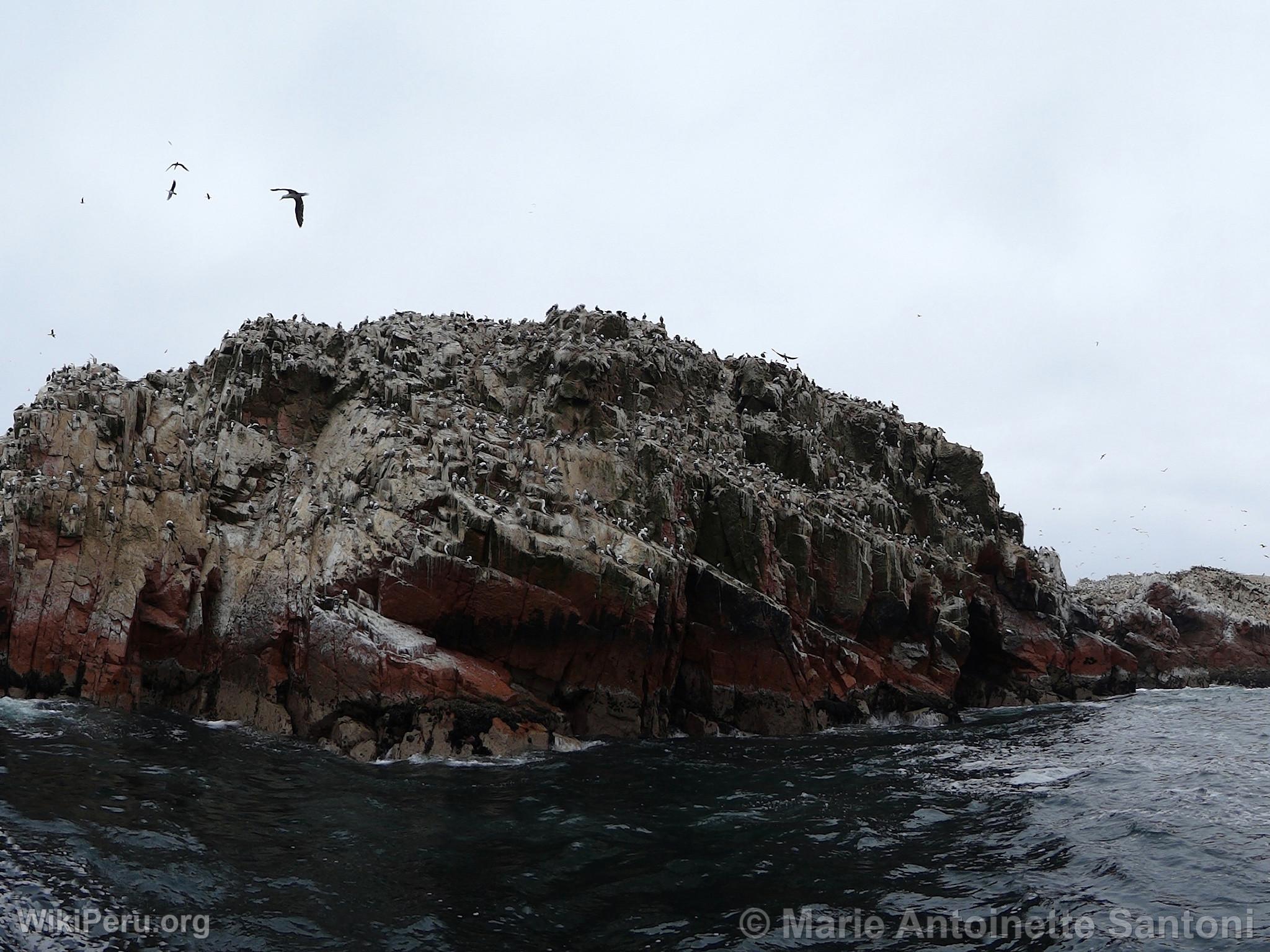 Iles Ballestas, Paracas