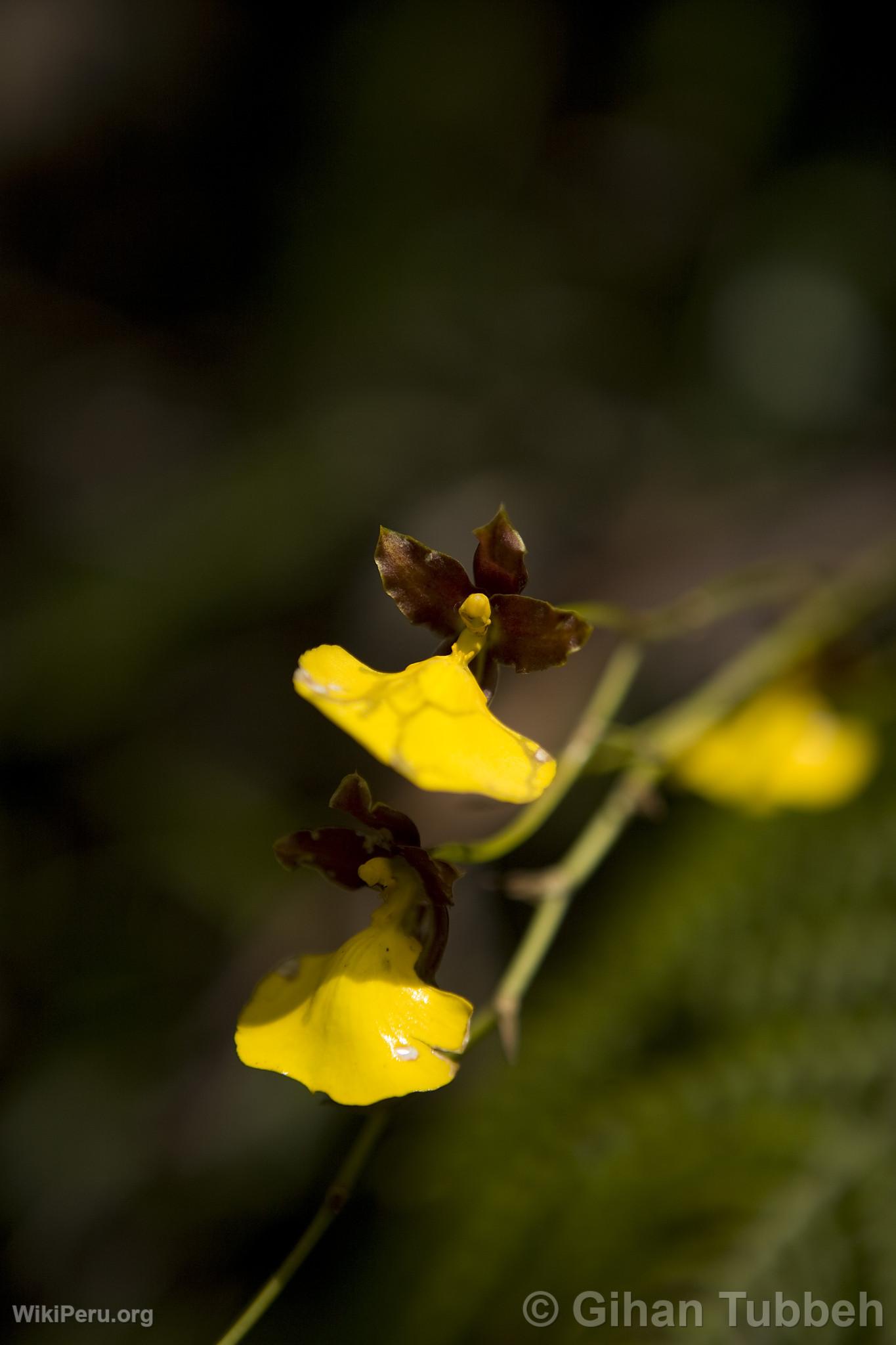 Orchide  Choquequirao