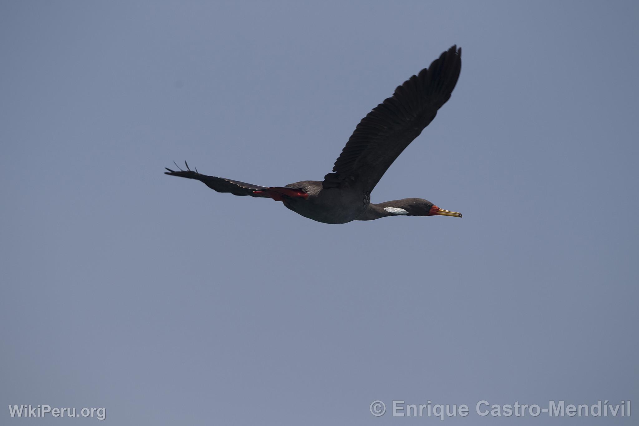 Cormoran aux pattes rouges sur l'le d'Asia