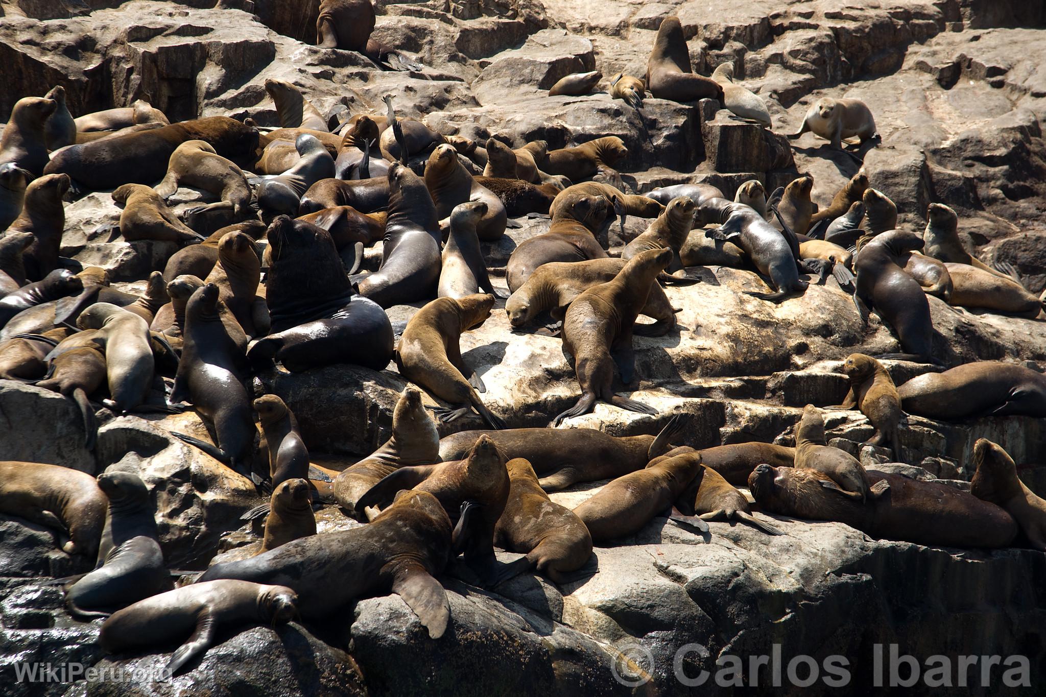 Loups marins chuscos