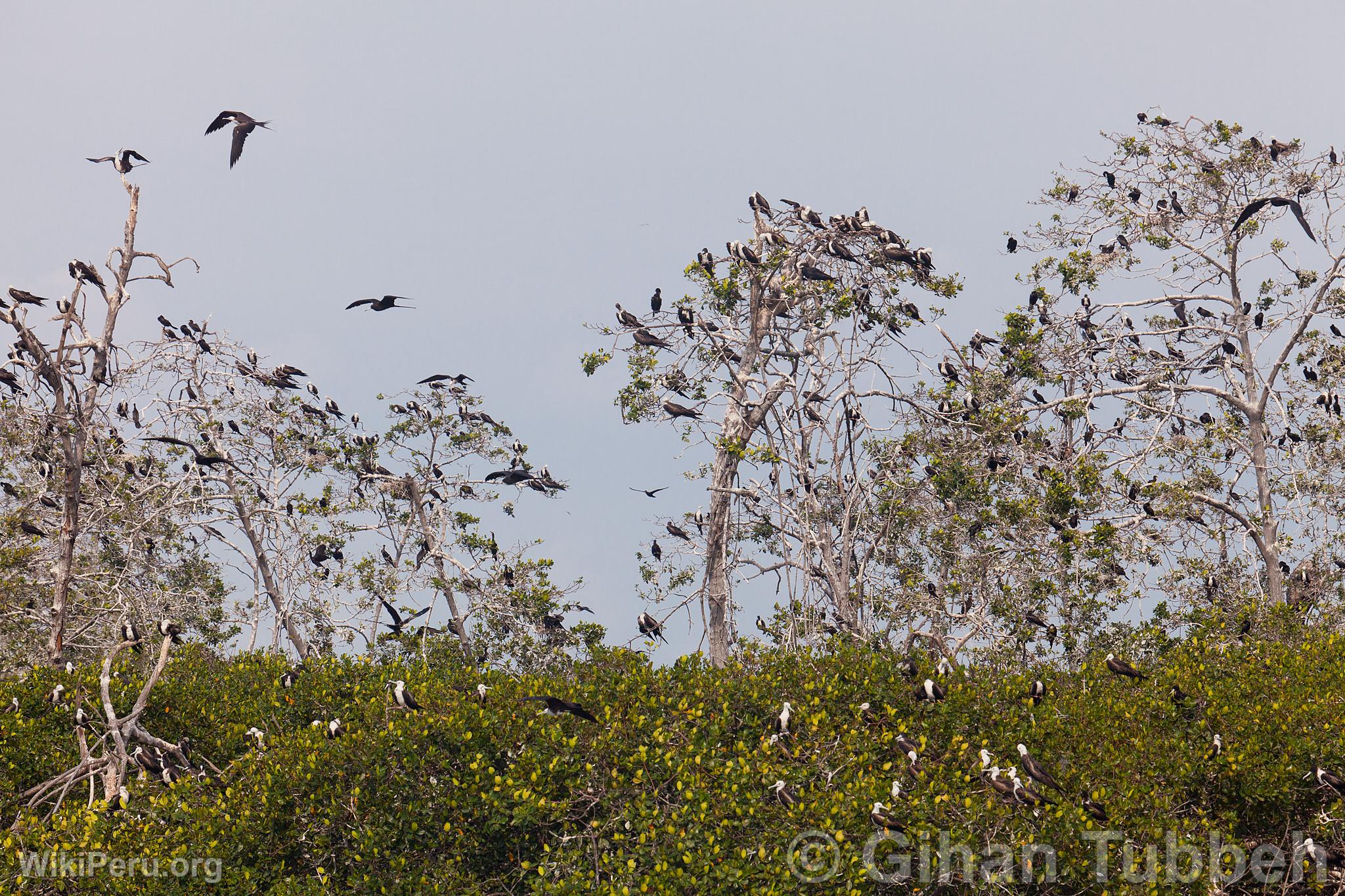 Oiseaux dans les mangroves de Tumbes