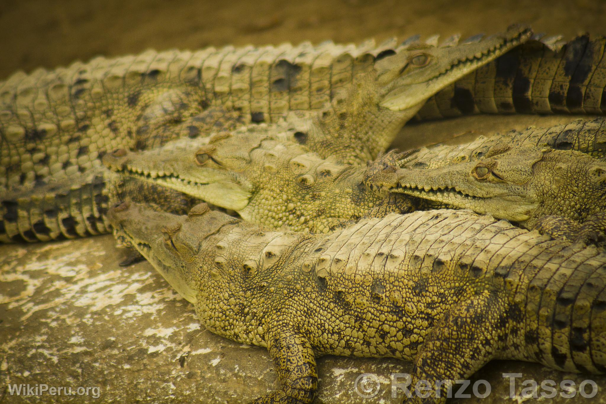 Crocodiles de Tumbes