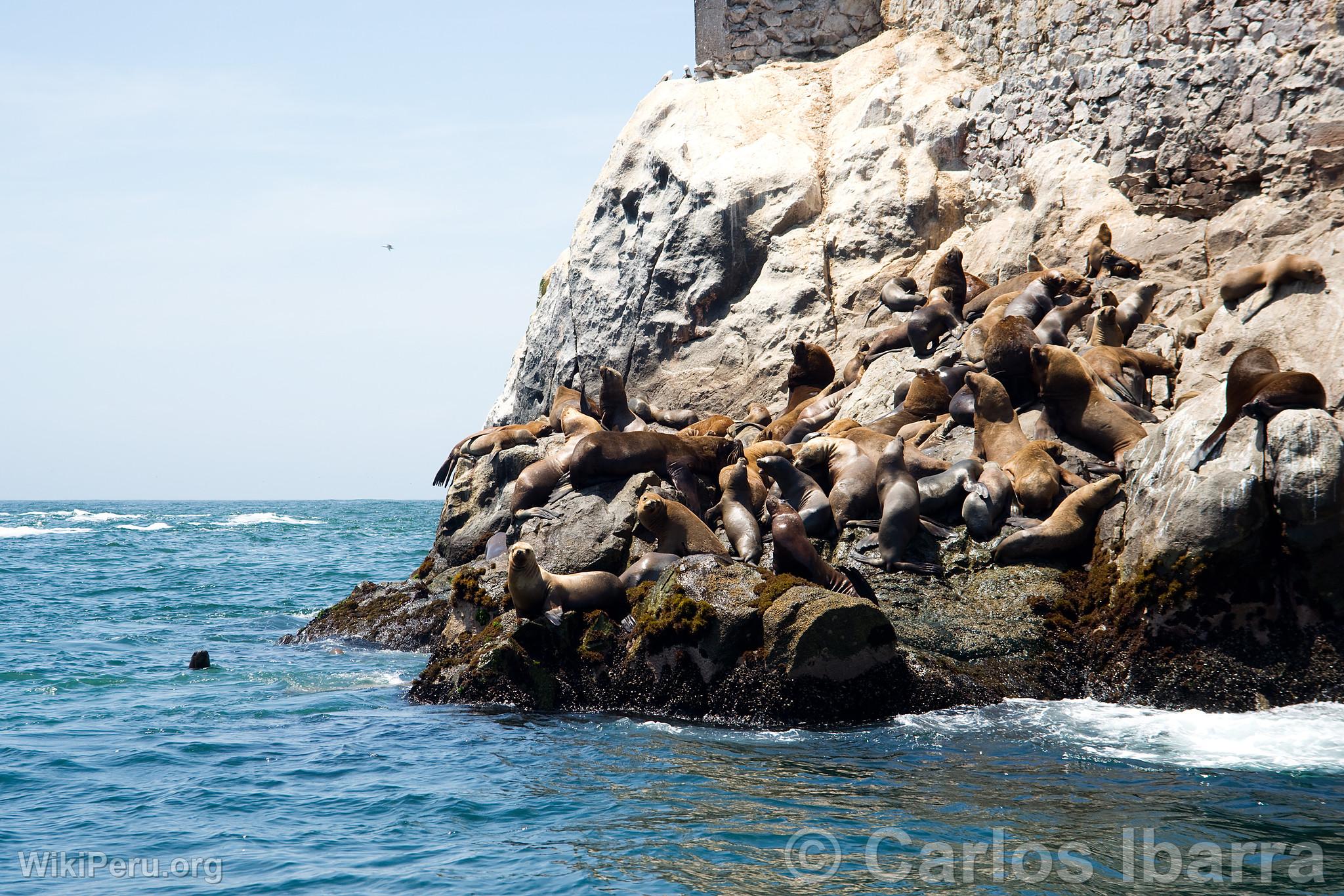 Loups marins chuscos