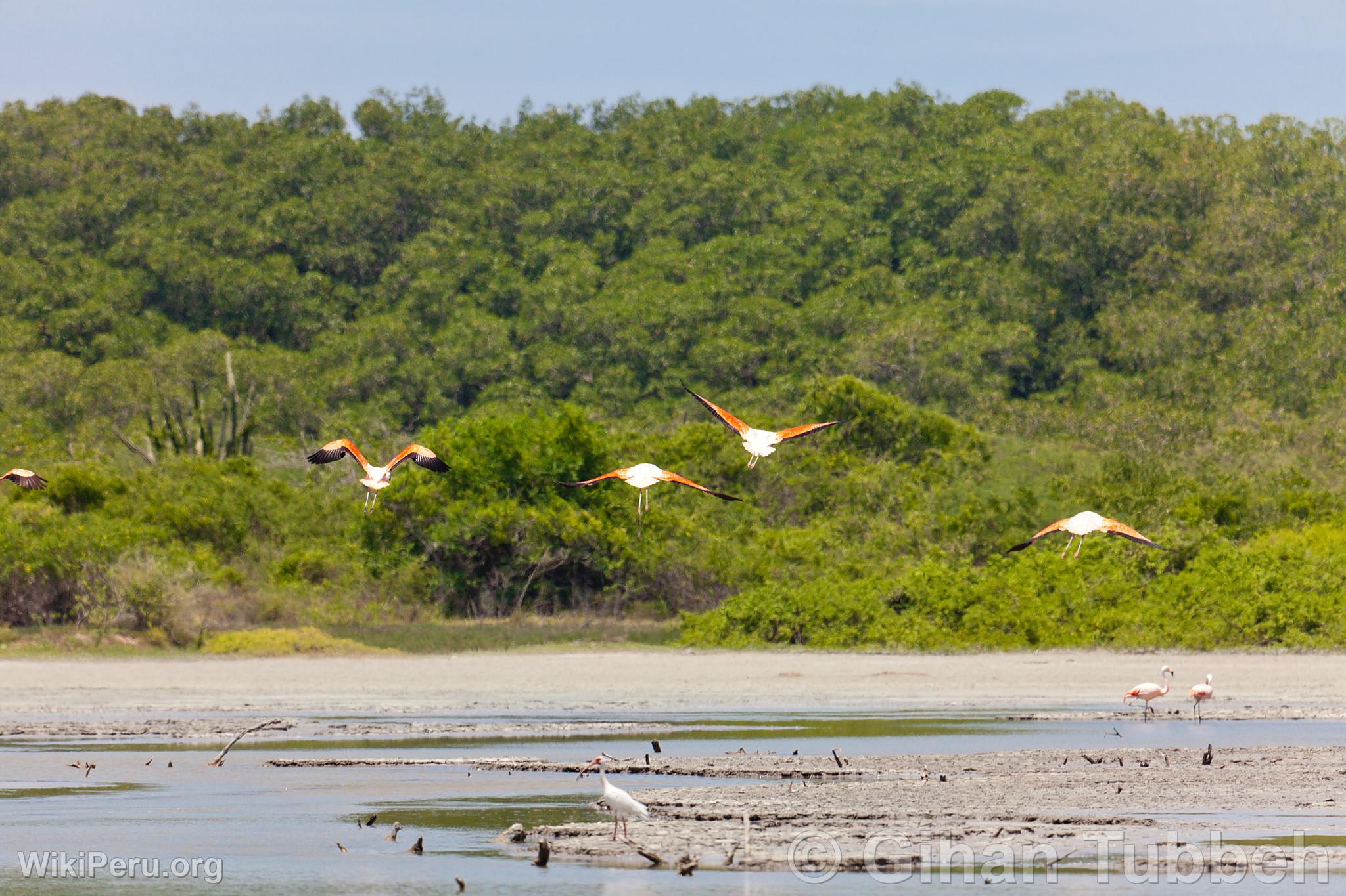 Flamants roses dans les mangroves de Tumbes