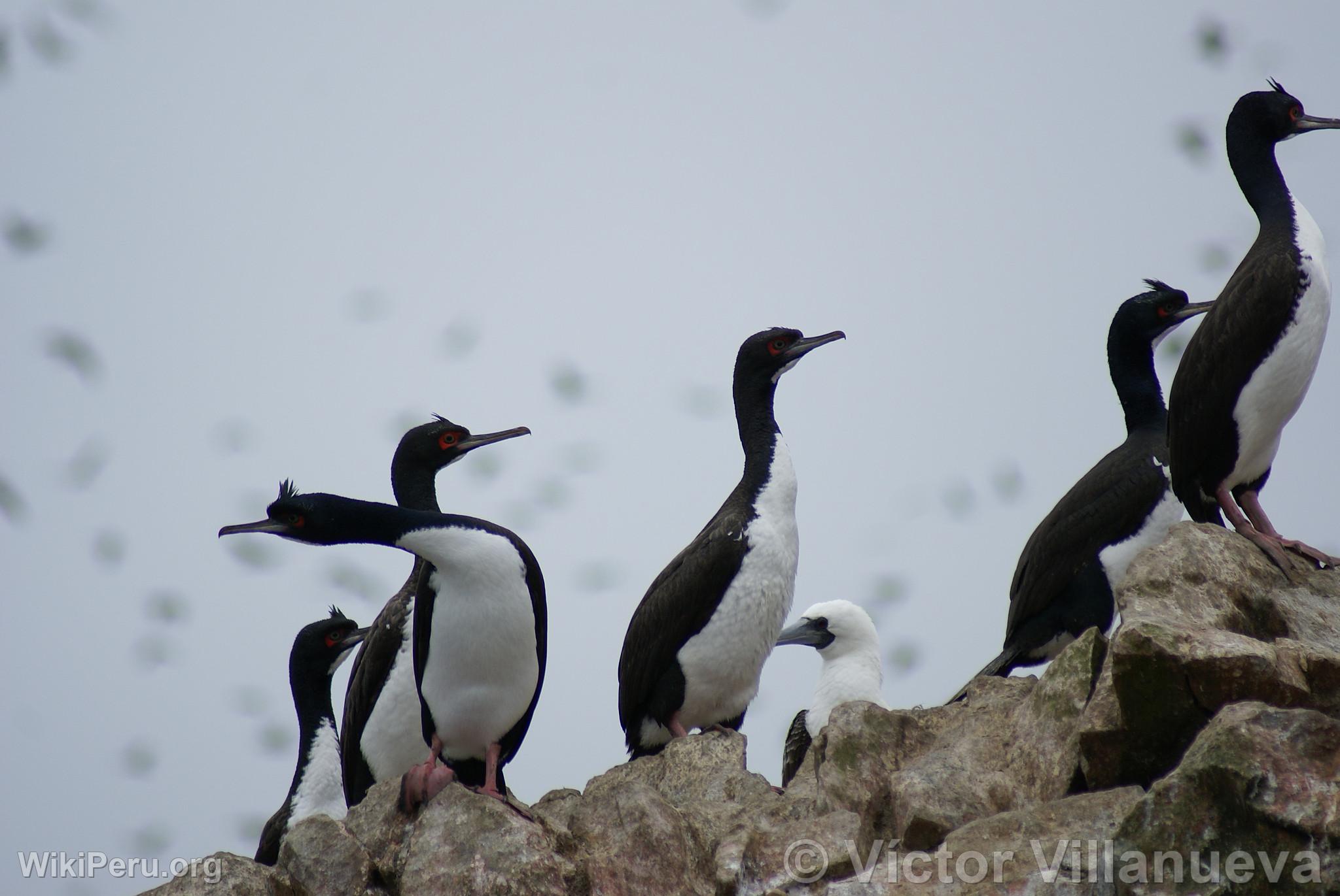 Cormorans  la Rserve Nationale de Paracas