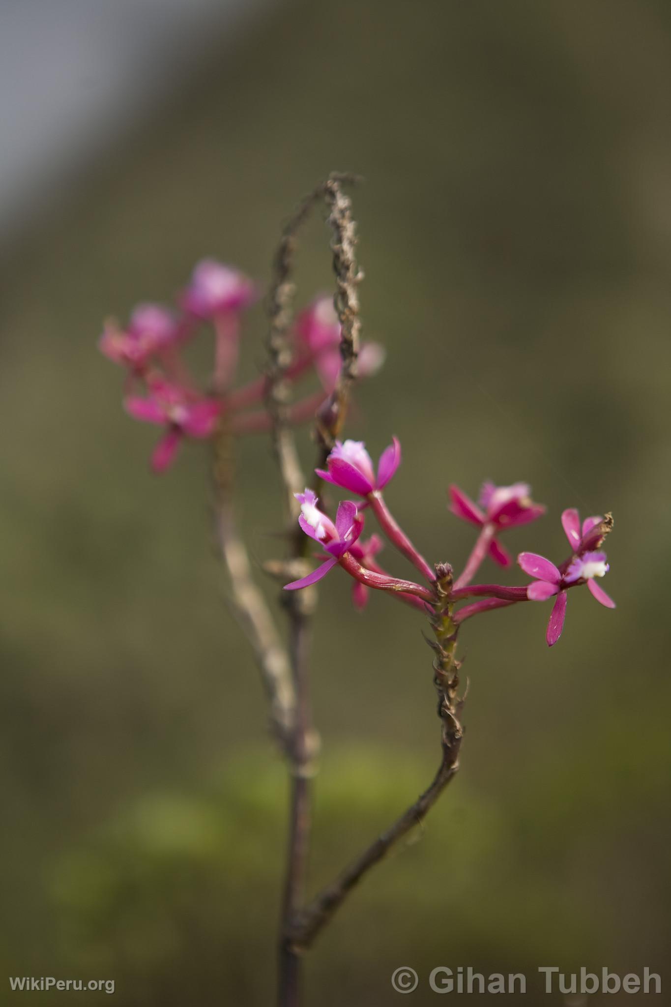 Orchide  Choquequirao