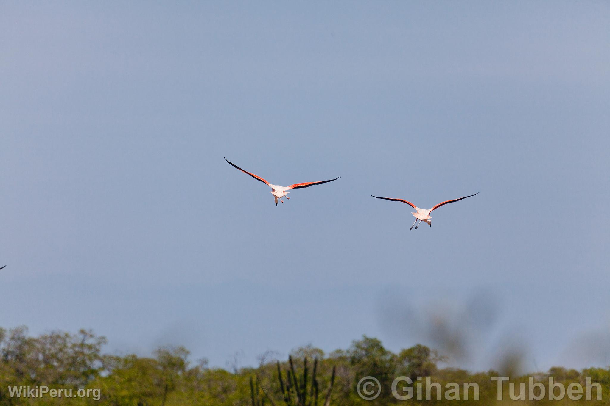 Flamants roses dans les mangroves de Tumbes