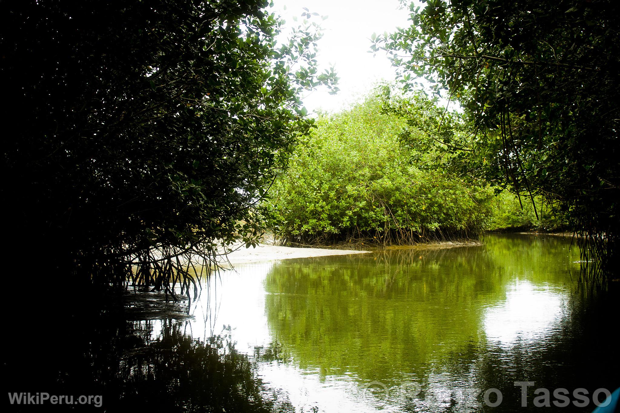 Mangroves de Puerto Pizarro