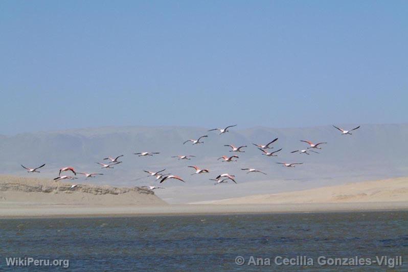 Flamands roses, Paracas