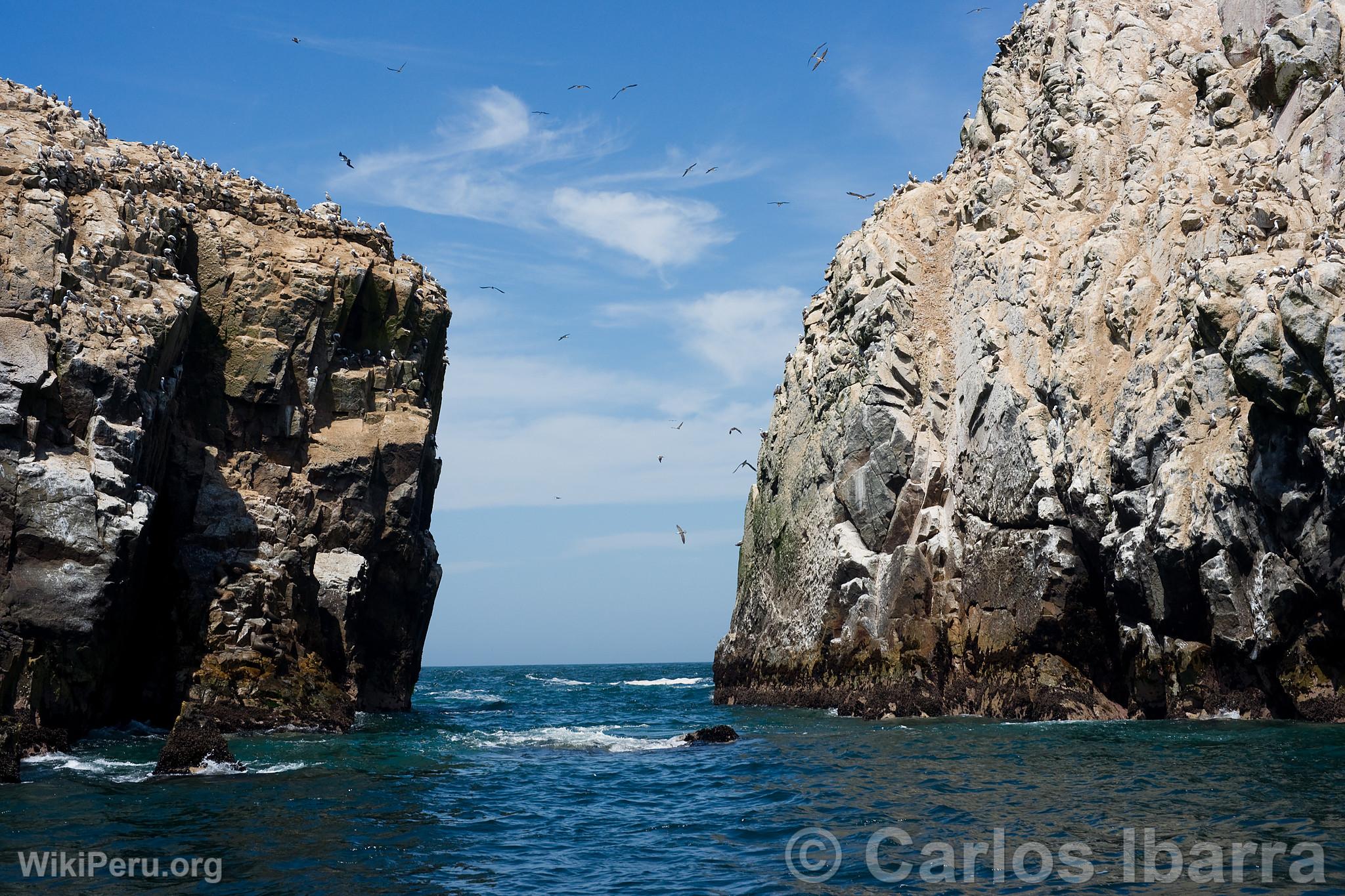 Les les Palomino, Callao