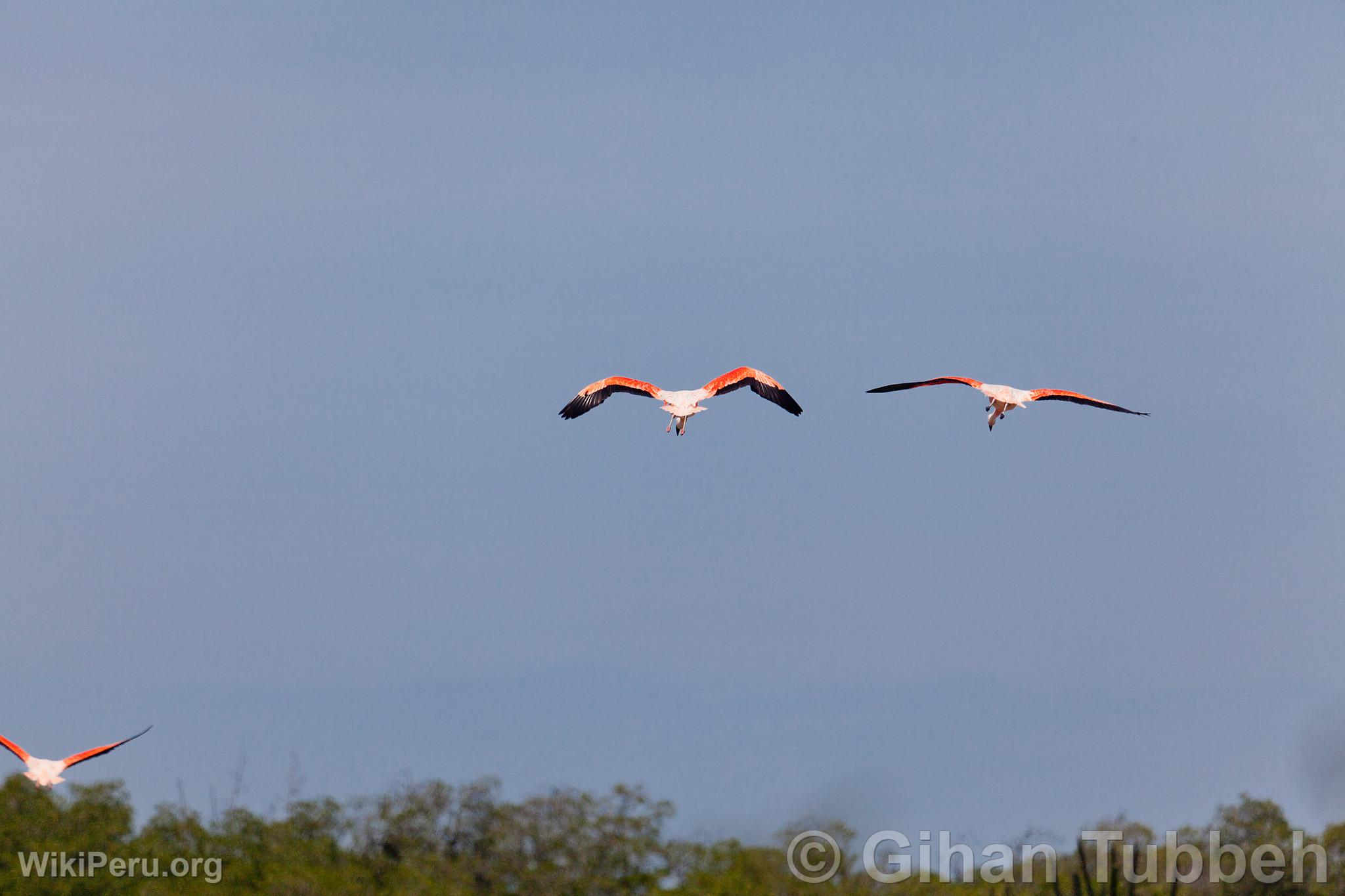 Flamants roses dans les mangroves de Tumbes