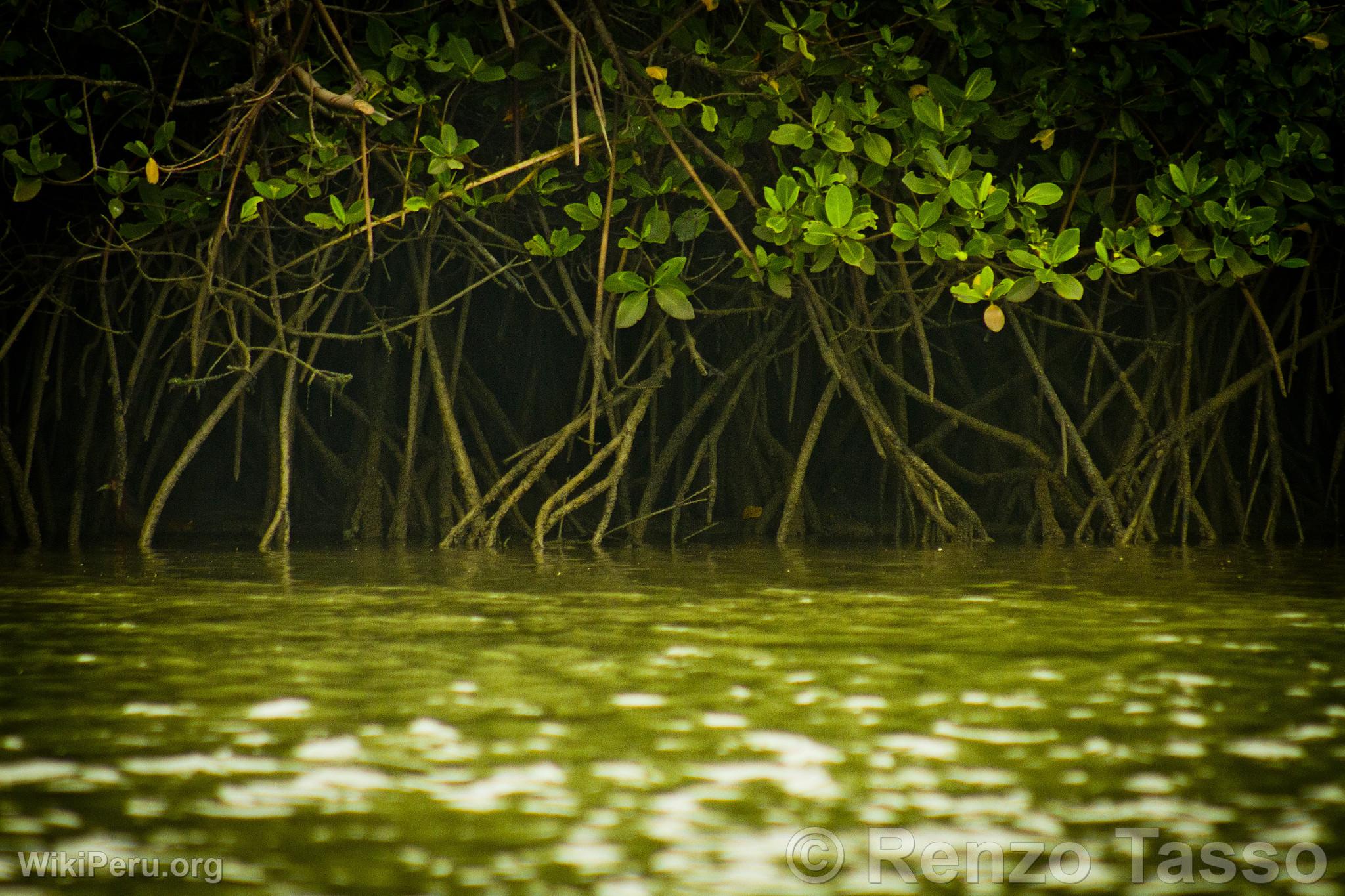 Mangroves de Puerto Pizarro