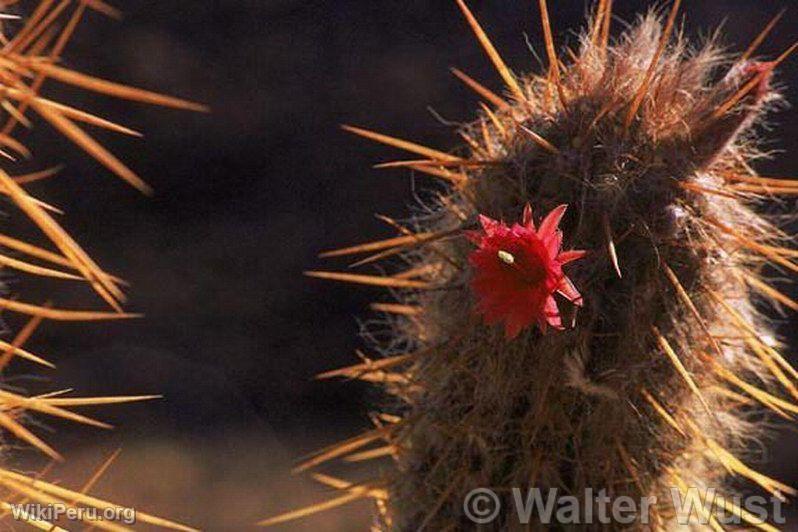 Fleurs sur cactus