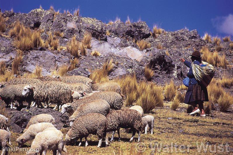 Berger de Vinchos, Huamanga