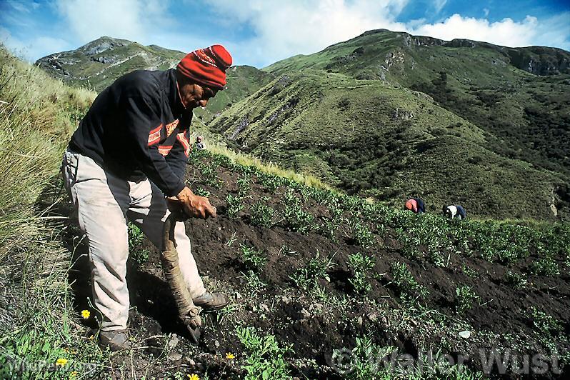 Agriculteur avec chaquitaclla, Calquichico