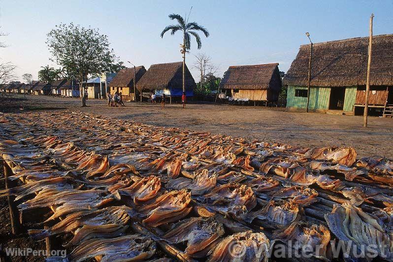 Schage de poissons  Puinahua, Requena