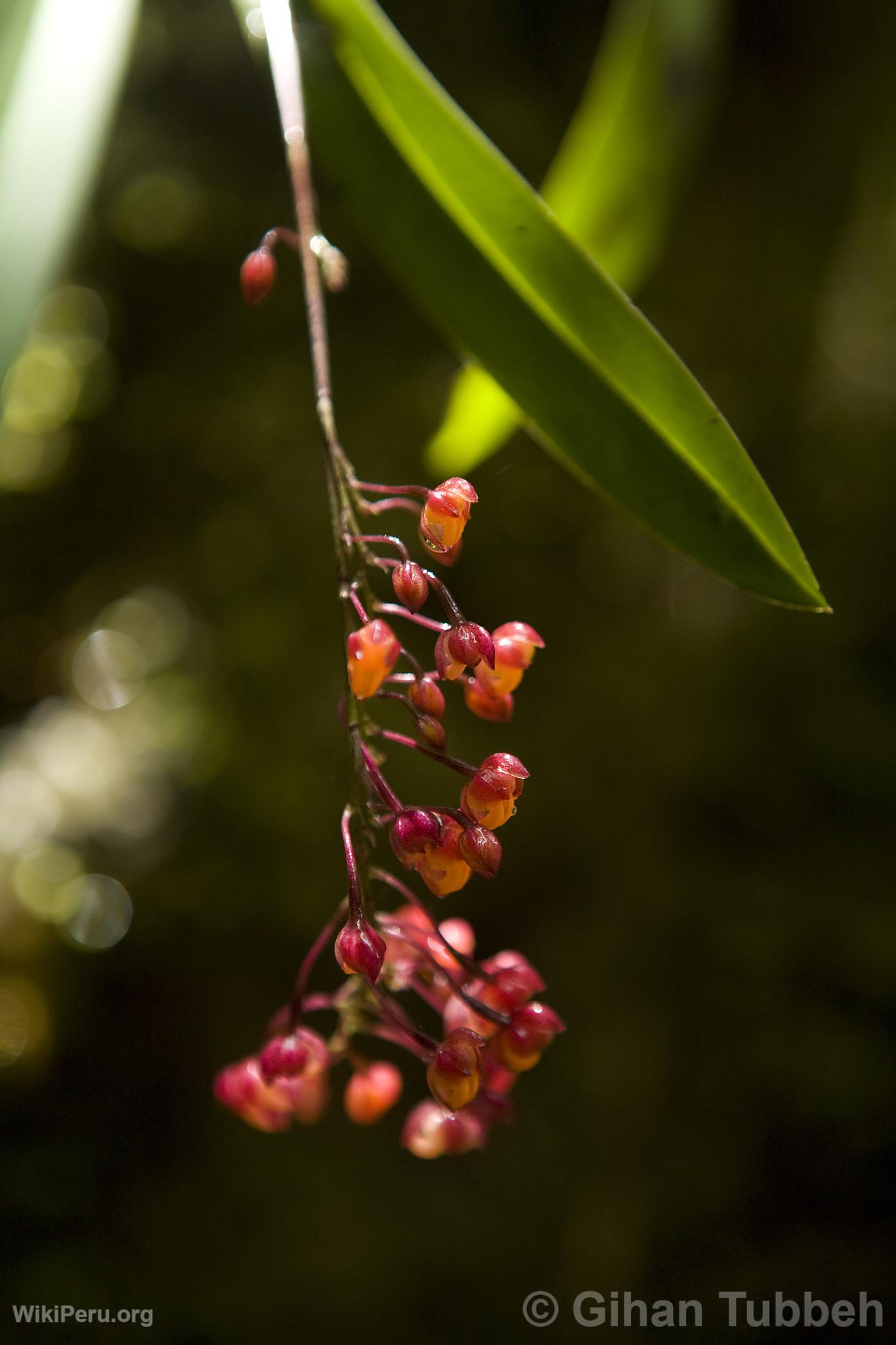 Orchide  Choquequirao