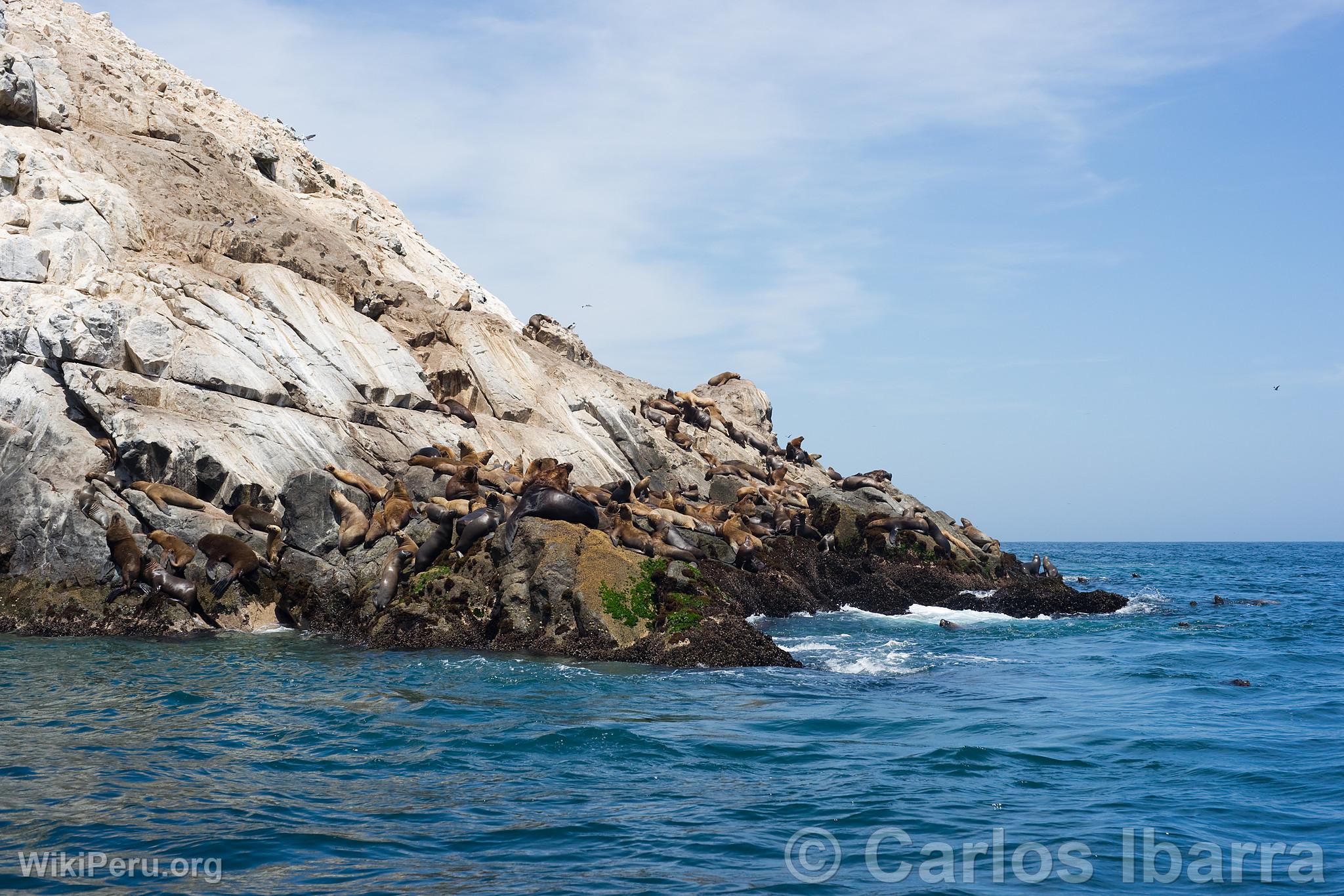 Loups marins chuscos