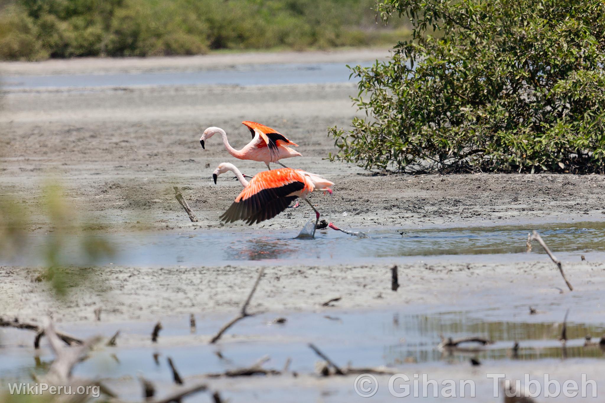 Flamants roses dans les mangroves de Tumbes