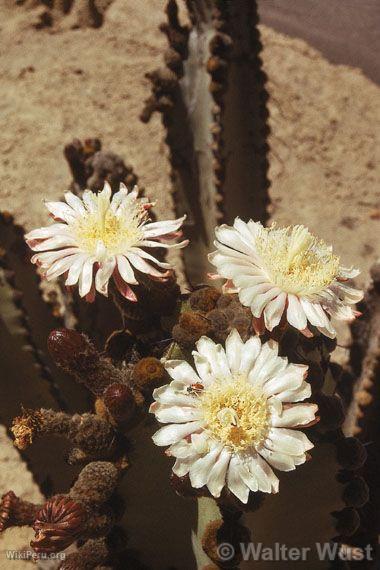 Fleurs sur cactus