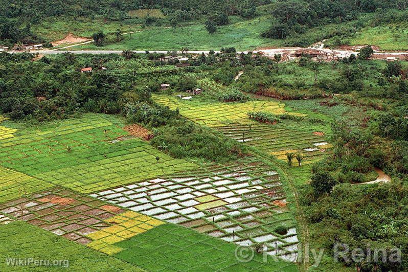 Activit agricole