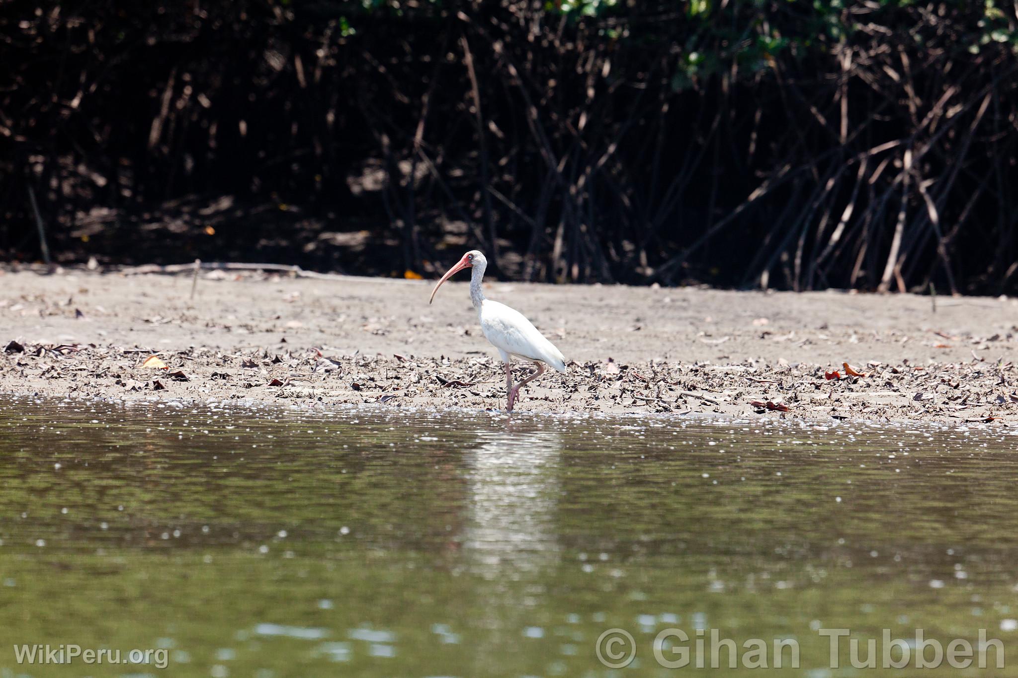 Ibis blanc dans les mangroves de Tumbes