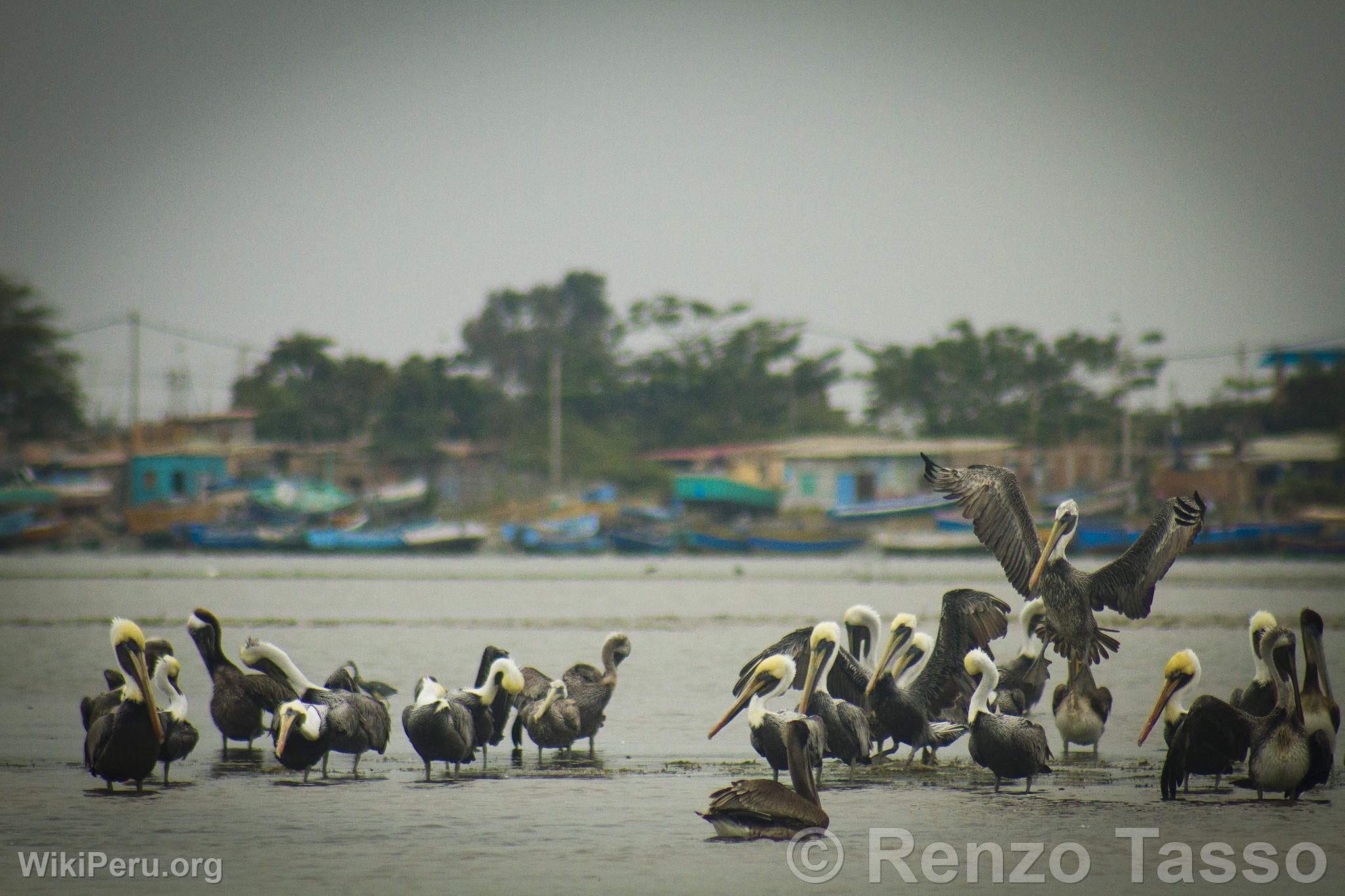 Mangroves de Puerto Pizarro