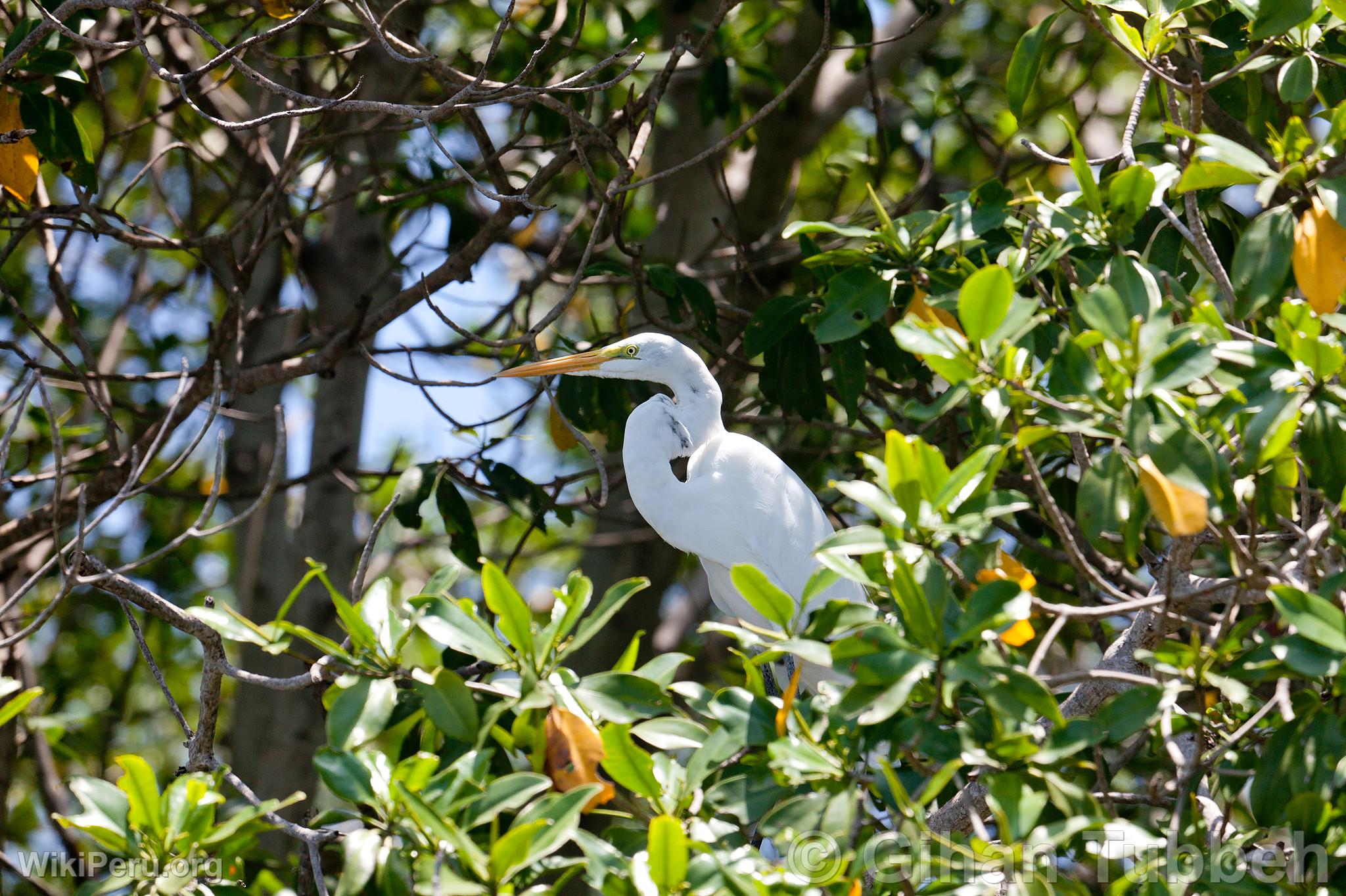 Grande aigrette dans les Mangroves de Tumbes