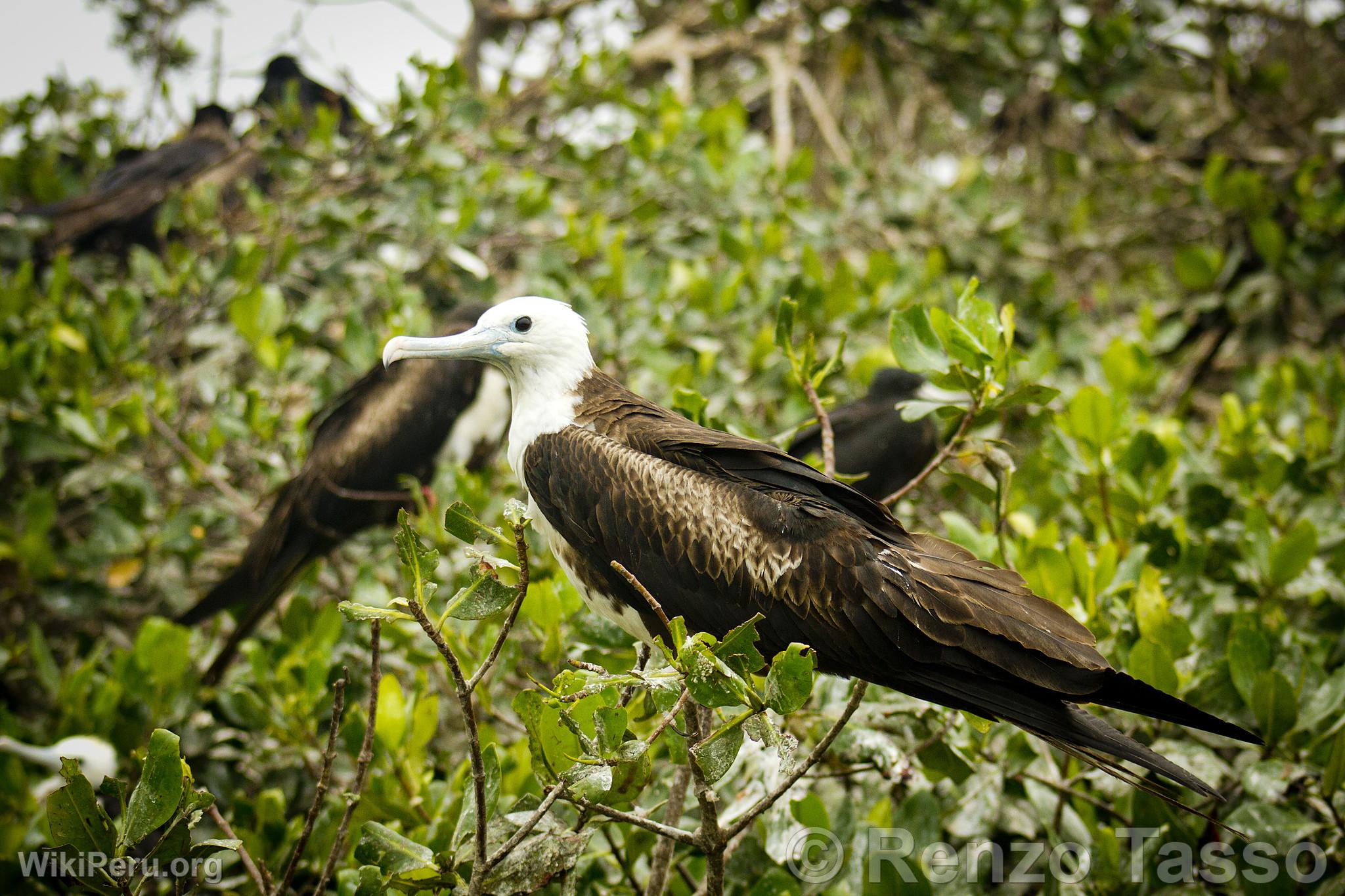 Mangroves de Puerto Pizarro