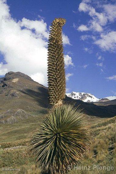 Puya Raimondi