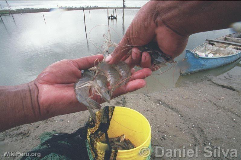 Crevettes, Tumbes