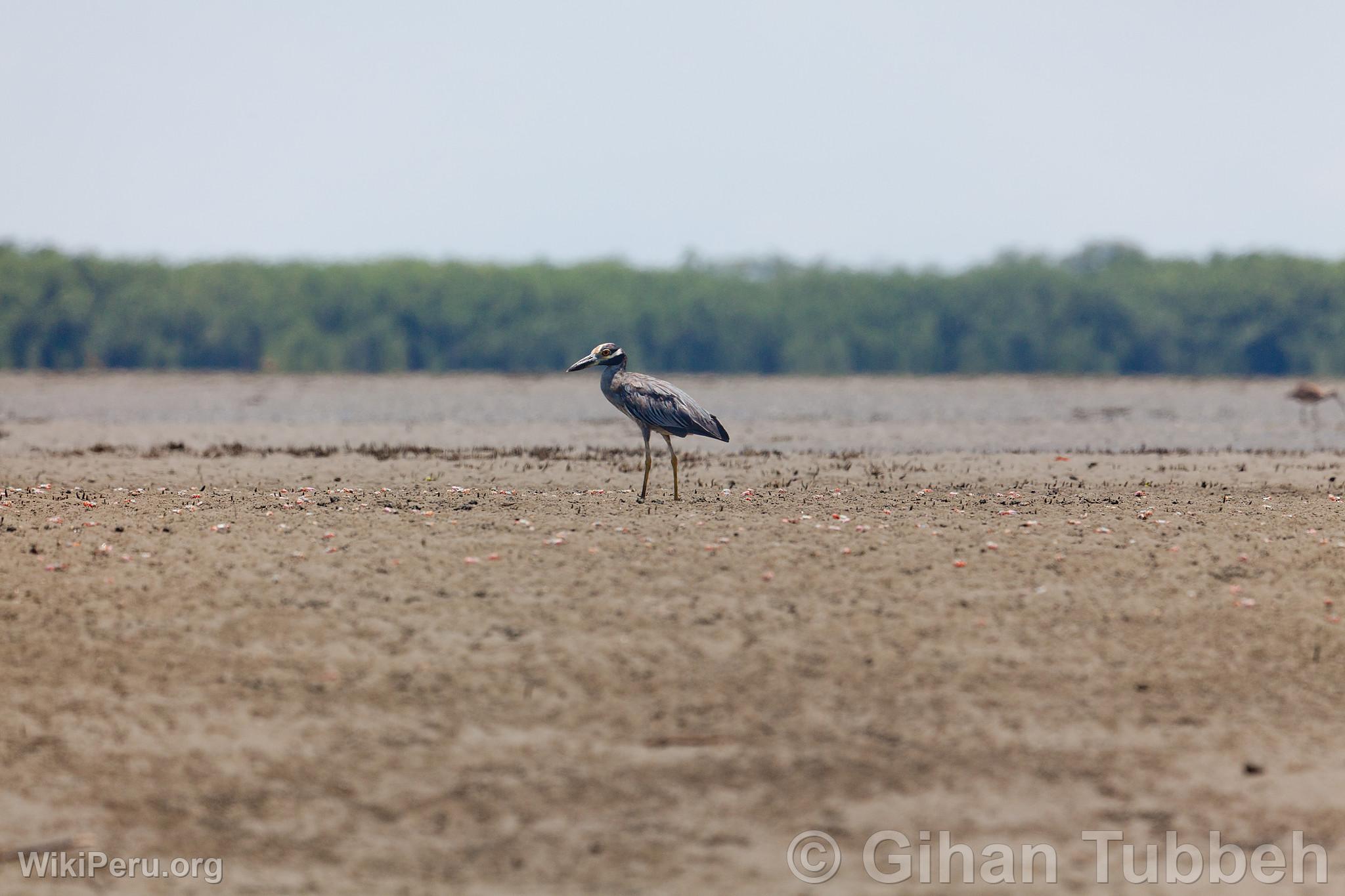 Huaco de Corona Amarilla dans les Mangroves de Tumbes