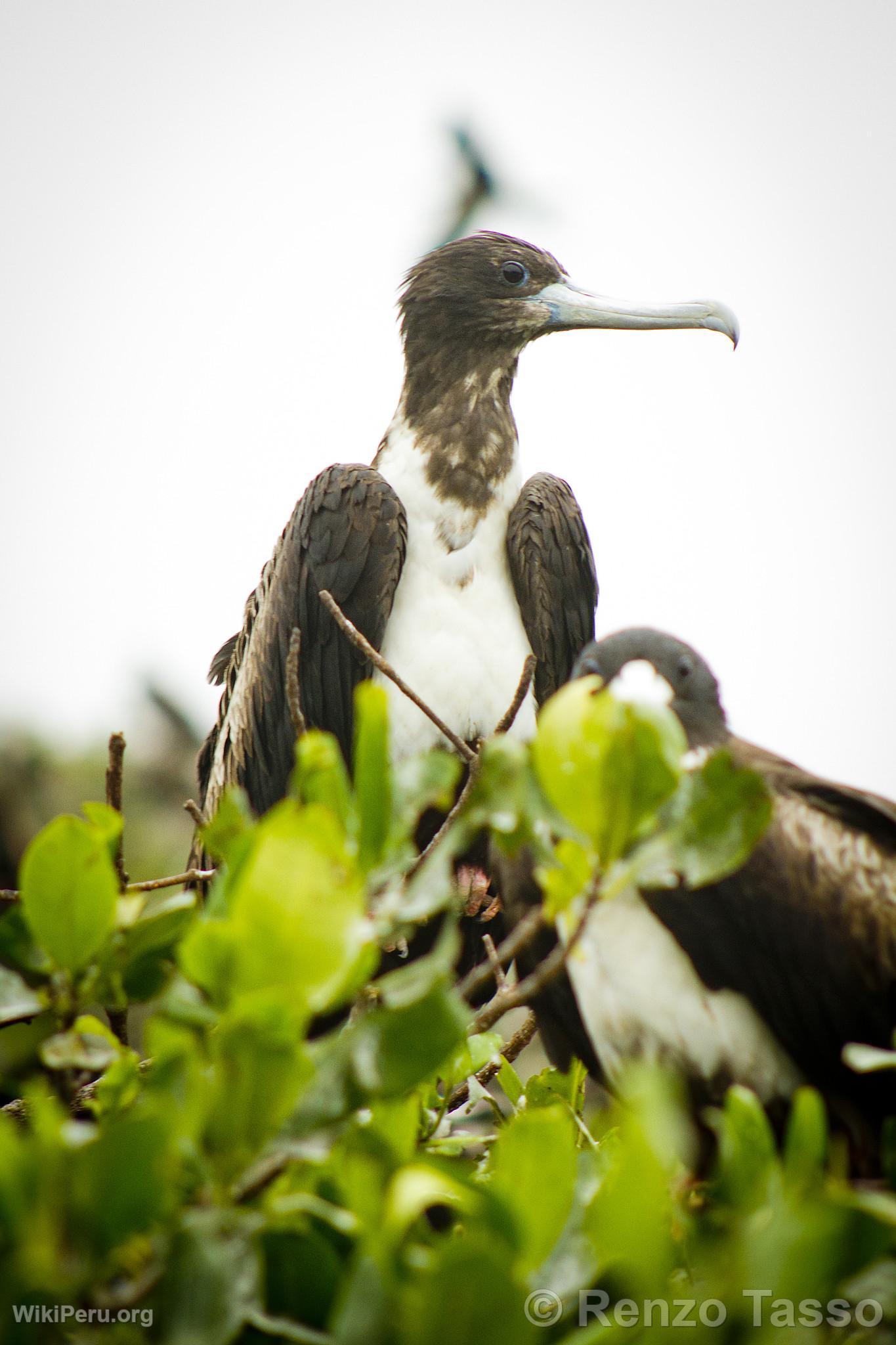 Mangroves de Puerto Pizarro