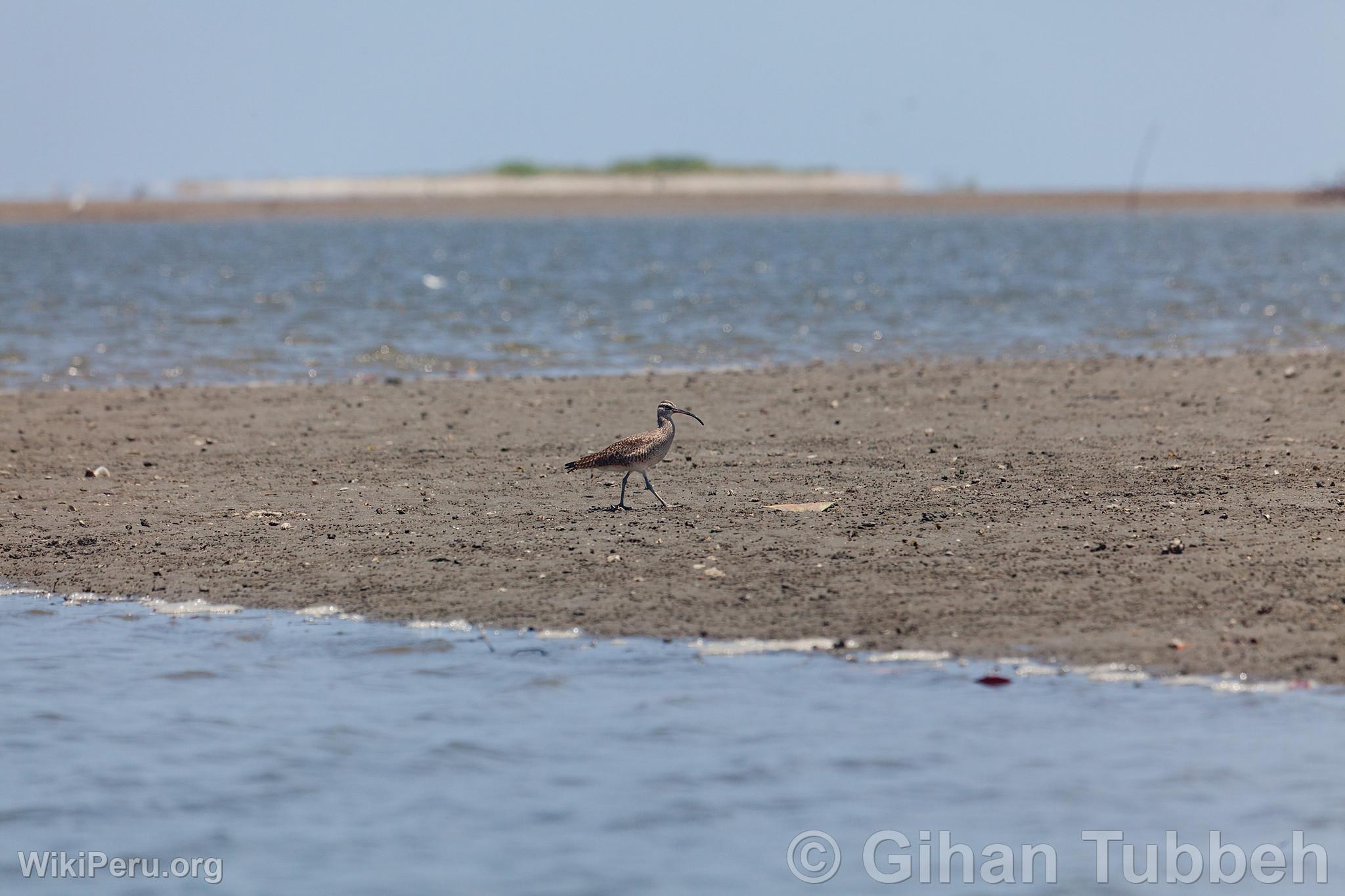 Courlis cendr aux Mangroves de Tumbes