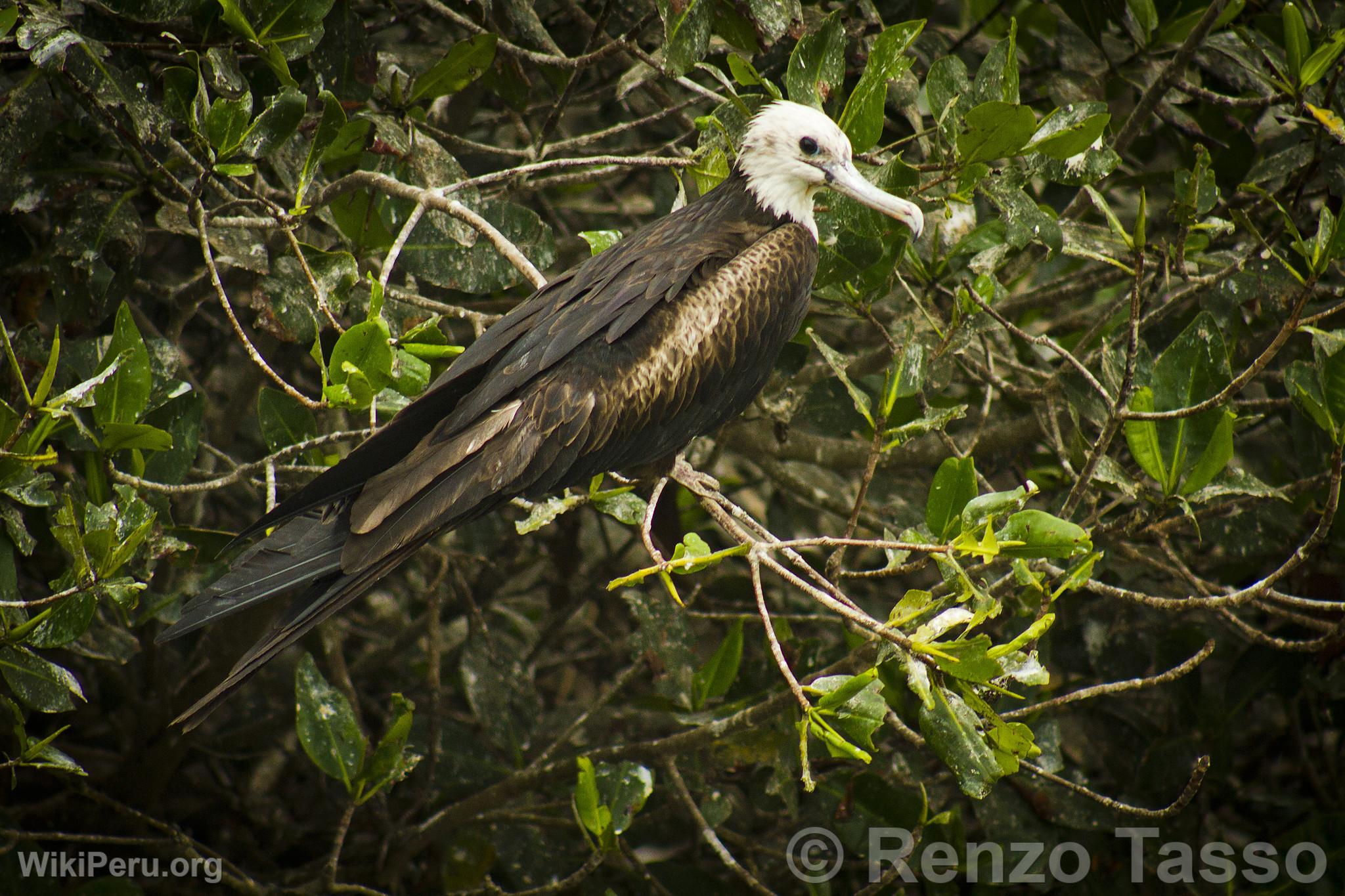 Mangroves de Puerto Pizarro