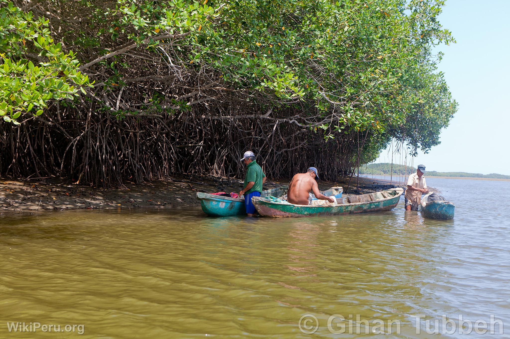 Pcheurs dans les Mangroves de Tumbes