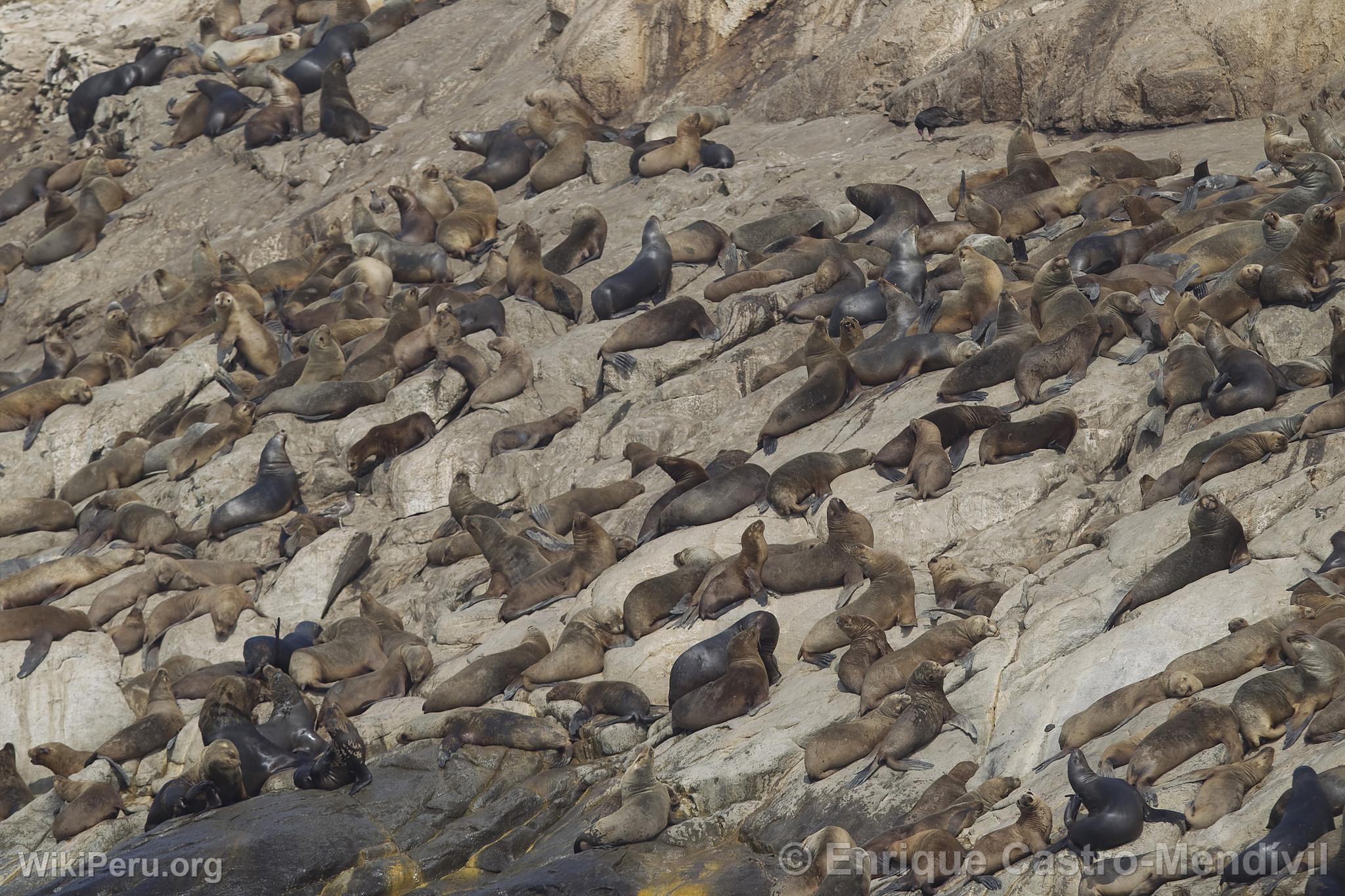 Loups de mer sur l'le d'Asia